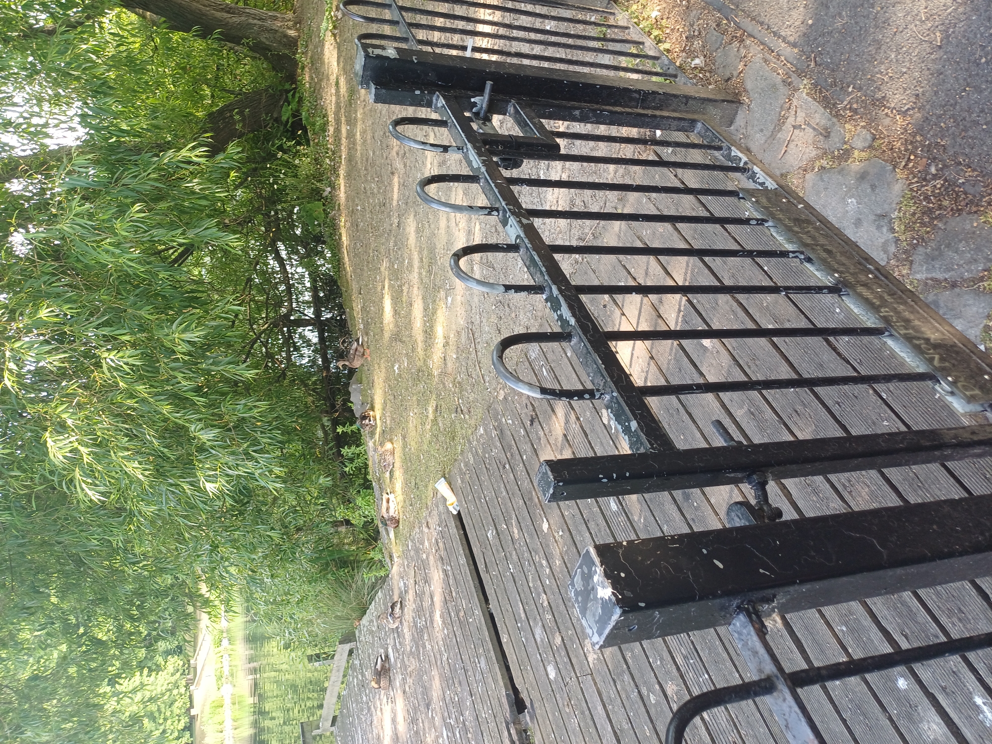 This is a vertical, eye-level, medium shot of a wooden deck next to a body of water, likely a river or lake, bordered by a black metal fence. The deck is made of weathered wooden planks, with some showing signs of wear and tear. Several ducks are visible on the deck and on the grassy bank to the left. The water reflects the lush green foliage of trees that overhang the scene, suggesting a sunny day. A few scattered leaves and debris are present on the deck and the adjacent path. The black metal fence, with a series of horizontal bars and curved loops, runs along the edge of the deck. A small, white object, possibly a disposable cup or wrapper, lies on the deck. The scene appears to be a public park or waterfront area in Middlesbrough, United Kingdom, offering a peaceful natural setting. There is no visible text in the image.