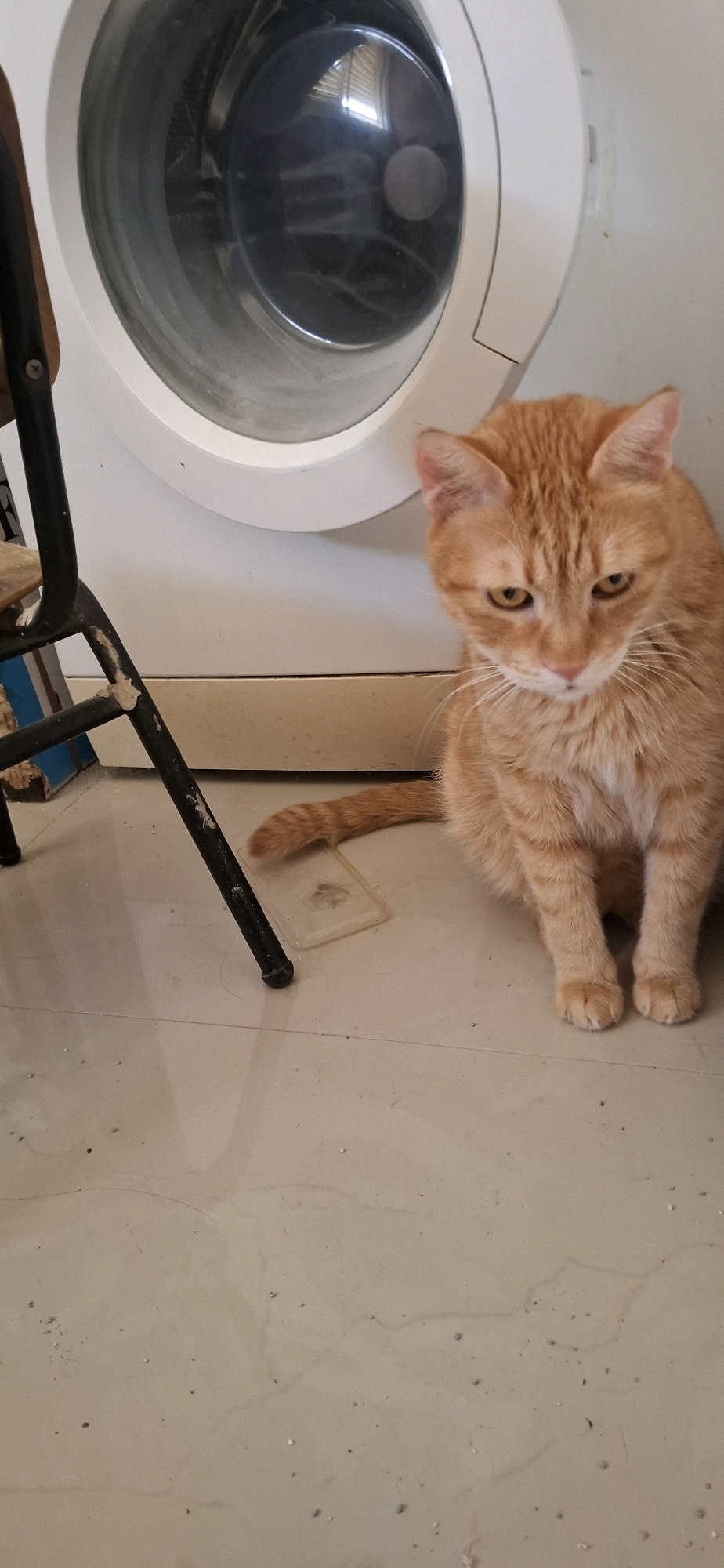 A medium shot of an orange tabby cat sits on a tiled floor in front of a white washing machine. The cat is facing the camera, looking down with a slightly sad expression. Its front paws are tucked underneath it, and its tail is curled to its left. The washing machine has a large, round, dark glass door. To the left of the cat and the washing machine is a black metal chair with a wooden seat. The floor is a light beige tile with some dust and debris visible. The scene appears to be an indoor laundry area, likely in a residential building in Yerocham, Israel.