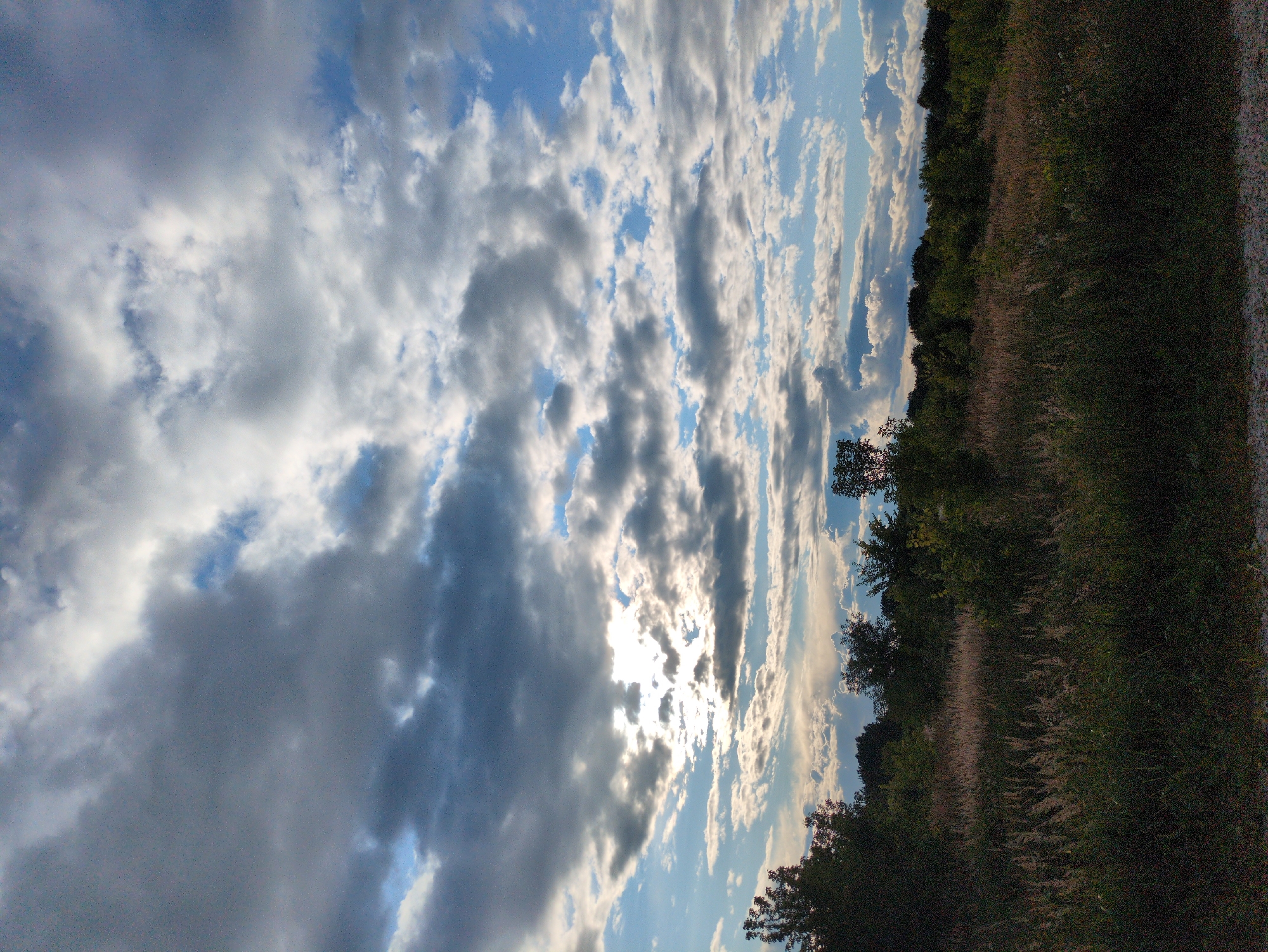 A vertical, slightly grainy, medium shot captures a landscape scene under a dramatic sky at посёлок Молочной фермы, Russia. The sky dominates the upper two-thirds of the frame, filled with a dynamic array of clouds. Large, dark gray storm clouds are contrasted with bright white, fluffy cumulus clouds. Patches of bright blue sky peek through, and the sun is visible as a bright, diffused light source, partially obscured by the clouds, creating a luminous effect. The lower third of the image depicts a natural landscape. In the foreground, tall, dry grasses and vegetation are densely packed, appearing in muted brown and green tones. Behind this field, a line of trees forms a dark green band across the horizon. Some of these trees are fuller and darker, while others appear sparser, with lighter green foliage. The overall impression is one of a vast, open space with a moody sky overhead.