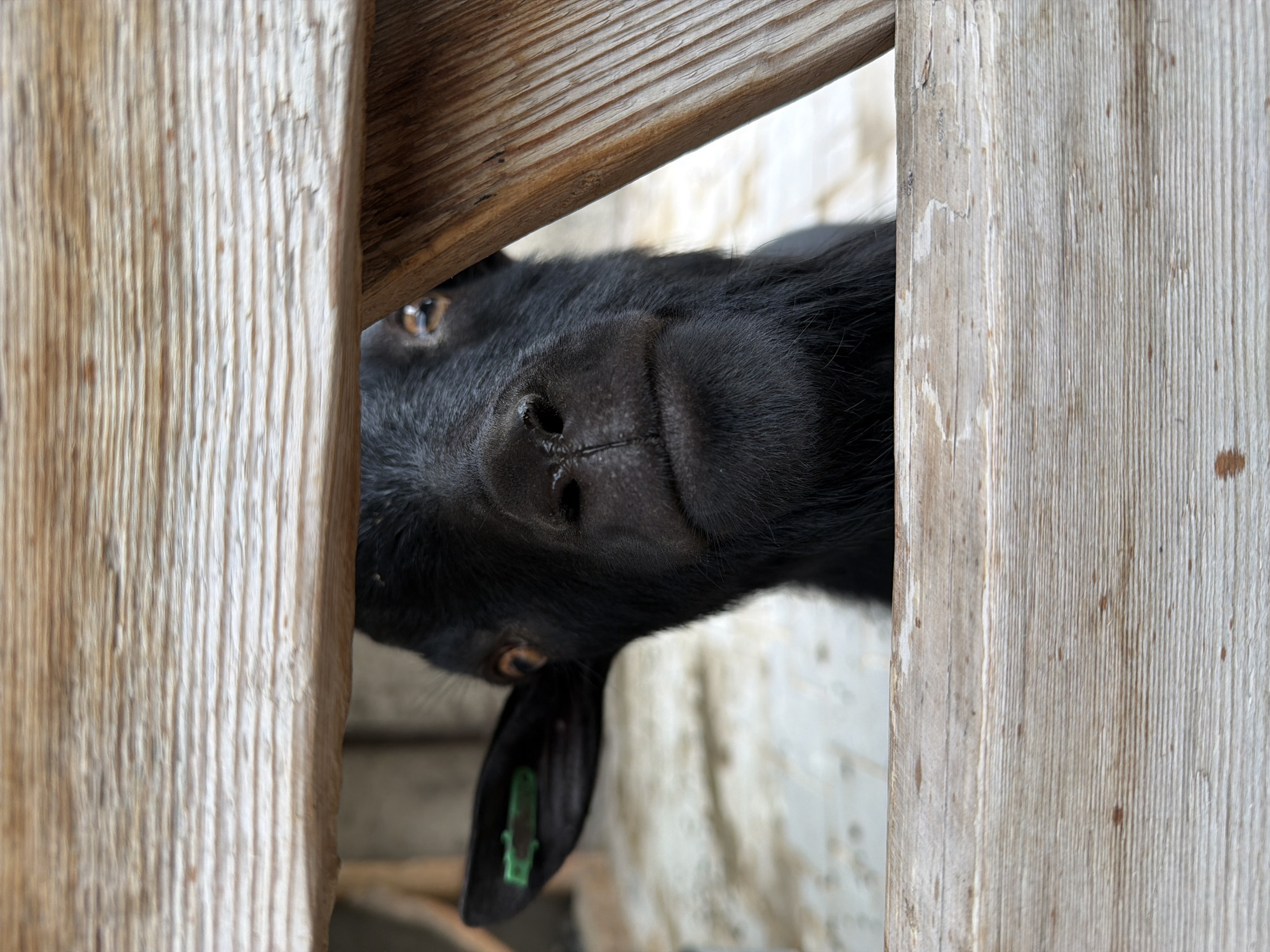 A close-up shot captures a black goat peeking through a wooden fence. The goat's head is the central focus, with its dark fur, brown eyes, and a wet nose visible. A green tag is attached to its left ear. The background is out of focus, appearing to be a stable or enclosure with a light-colored floor. The wooden fence planks are weathered and light brown, with visible grain and some dark marks. The image was taken in the city of Velykyi Khodachkiv, Ukraine.