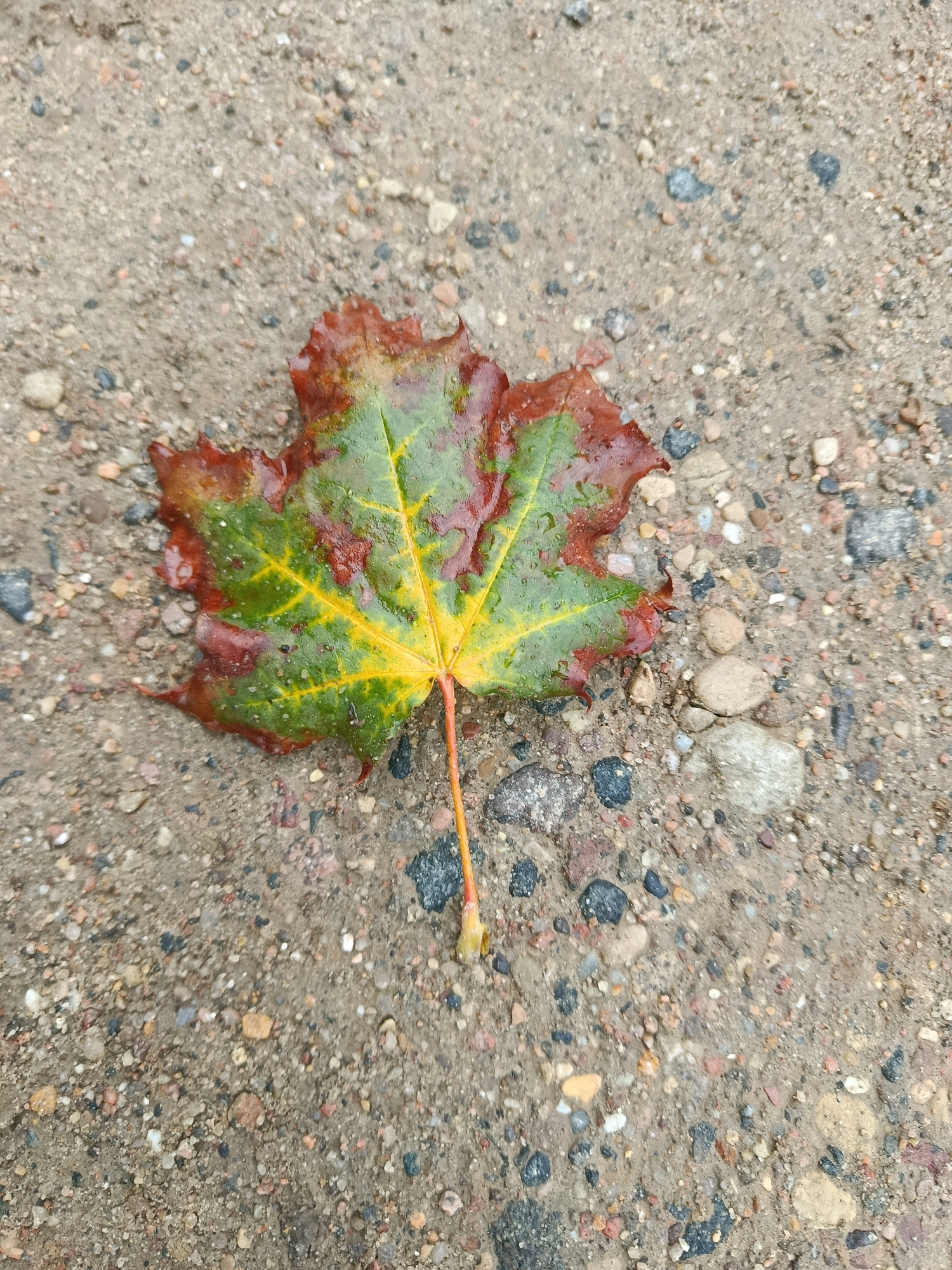 A close-up, overhead shot captures a single, wet maple leaf resting on a granular surface composed of sand and small pebbles. The leaf displays a gradient of colors, transitioning from green in the center to yellow and then to reddish-brown along its edges, indicating autumn's arrival. Water droplets are visible on its surface, suggesting recent rain or dew. The surrounding ground is a mixture of beige sand and various colored stones, including gray, black, white, and reddish-brown pebbles. The lighting is neutral, casting no harsh shadows, and the focus is sharp on the leaf and its immediate surroundings. The scene appears to be an outdoor setting, likely a pathway or unpaved area, in an urban environment.
