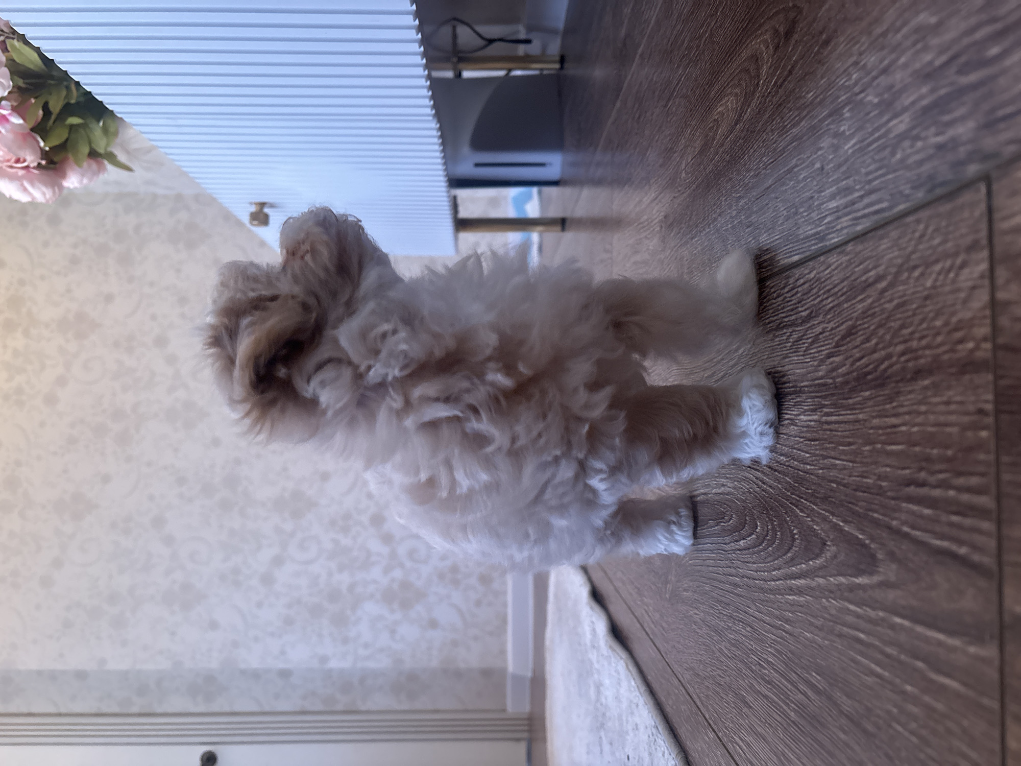 A small, white and brown, fluffy dog stands on a brown wooden floor in a room with wallpaper featuring a repeating floral pattern. A table with a white, horizontally striped top is visible, along with a glimpse of pink flowers near the top left corner. The location is Sochi, Russia.