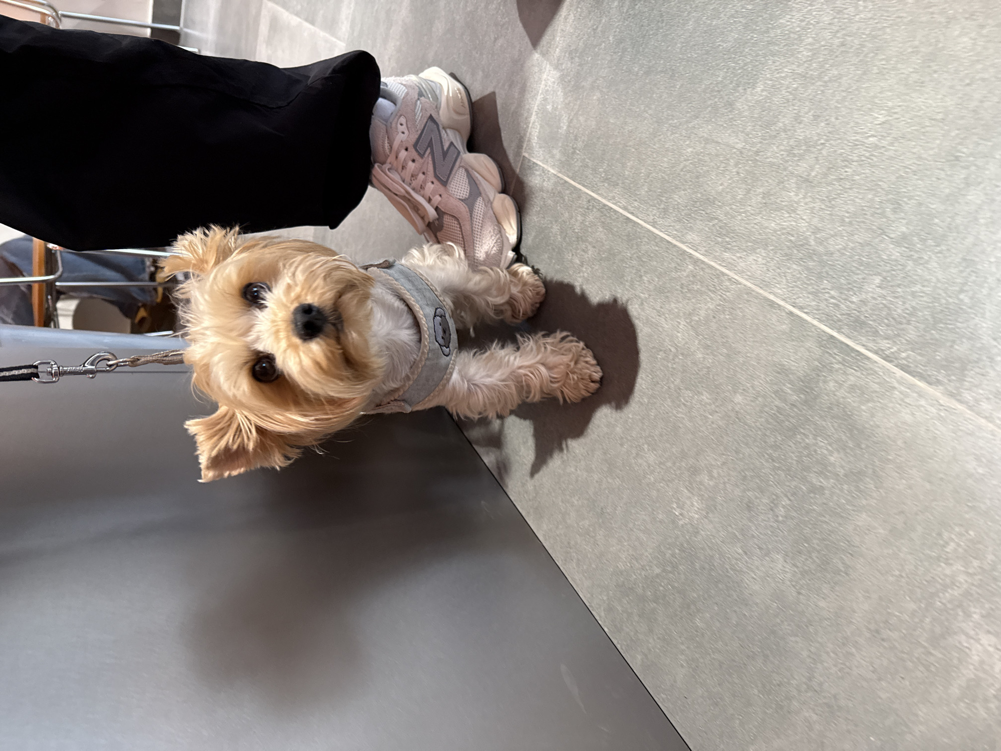 The image captures a small, light-brown Yorkshire Terrier with long, fluffy fur wearing a light-blue harness and a silver leash. The dog is lying on a gray tiled floor next to a dark-gray surface that appears to be a wall or the side of a display. Adjacent to the dog, there is a person wearing black pants and a light-pink and gray sneaker. The environment appears to be an indoor space with neutral-colored flooring.