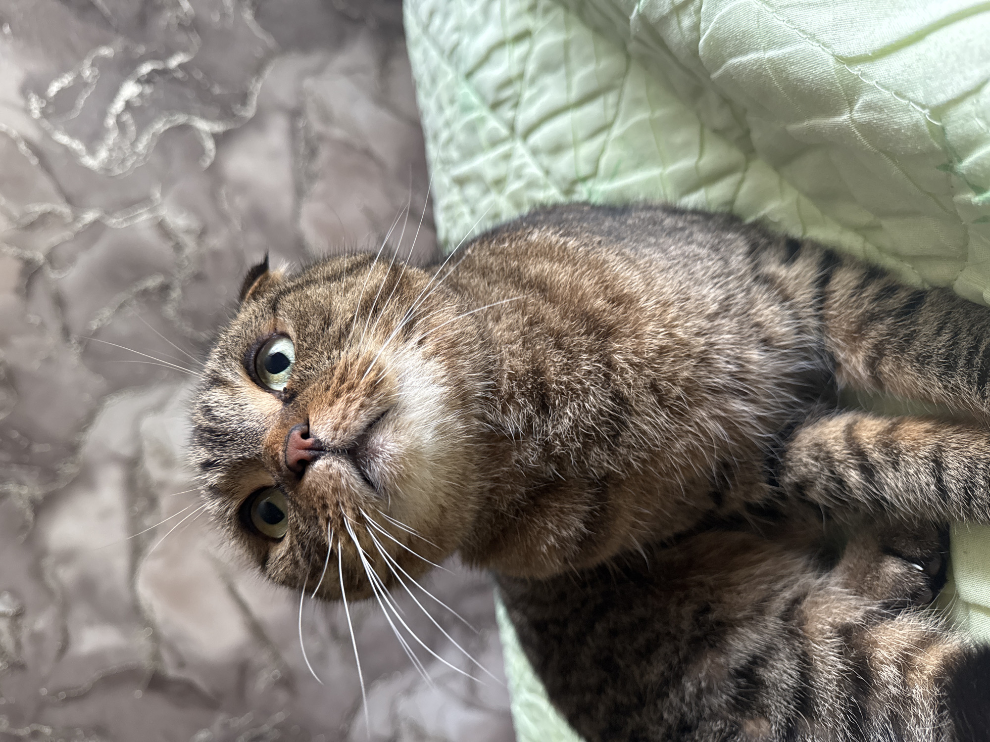 A close-up shot captures a tabby cat with folded ears looking upwards. The cat's fur is a mix of brown and black stripes, with prominent white whiskers. Its eyes are green and appear alert. The cat is resting on a light green quilted blanket, and the background features a textured wallpaper with a marble-like pattern in shades of grey and beige. The lighting suggests an indoor setting. There is no discernible location in the city of Chaikovsky, Russia.
