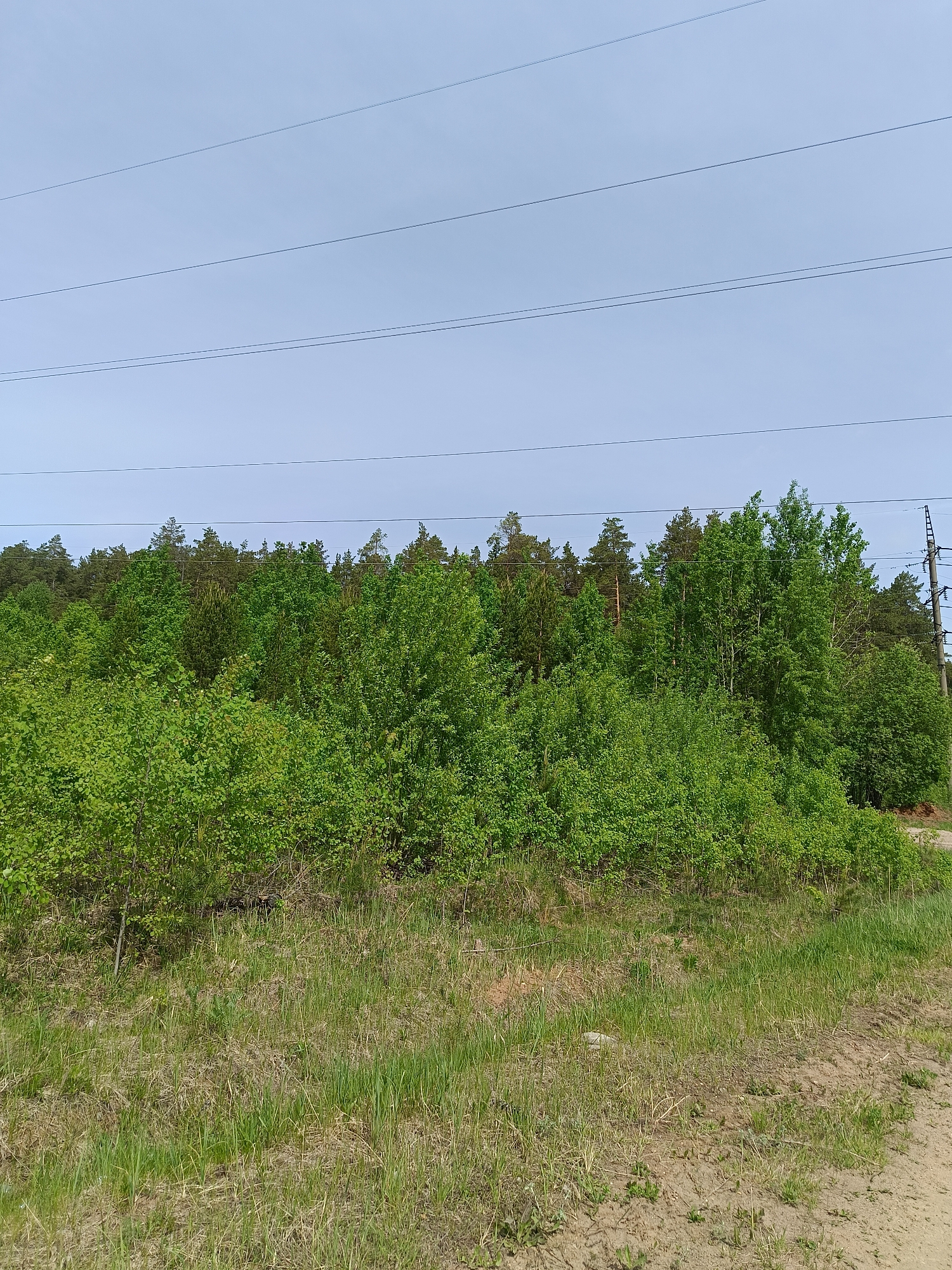 The image depicts a wooded area with power lines overhead, likely located in or near Chaikovsky, Russia. The foreground shows a grassy area transitioning to a sandy or dirt patch. A variety of trees are visible, ranging from shorter, leafy bushes to taller evergreen trees in the background. A power pole is visible on the right side of the image. The sky is overcast, suggesting a relatively calm day. There are no people visible in the image.