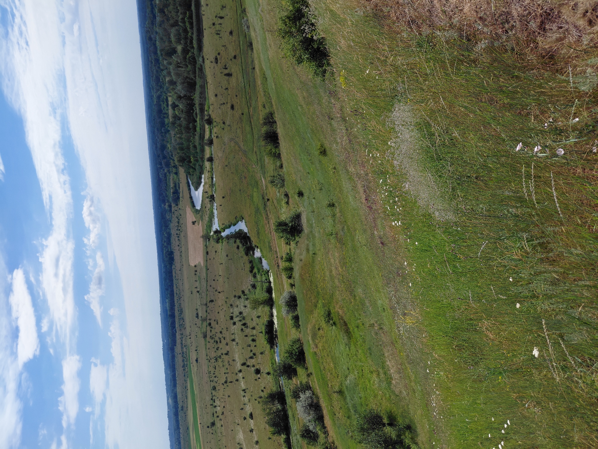 The image depicts a scenic landscape in the vicinity of Ustyvytsia, Ukraine, characterized by rolling green hills and a winding river. The foreground is dominated by a lush, grassy slope dotted with wildflowers and tall, dry grass. In the mid-ground, the slope transitions into a flatter expanse of fields with scattered trees and shrubs. A narrow, meandering river cuts through the landscape, its waters reflecting the sky. The background features a distant treeline and a vast, open sky filled with scattered white clouds. The overall impression is one of natural beauty and tranquility.