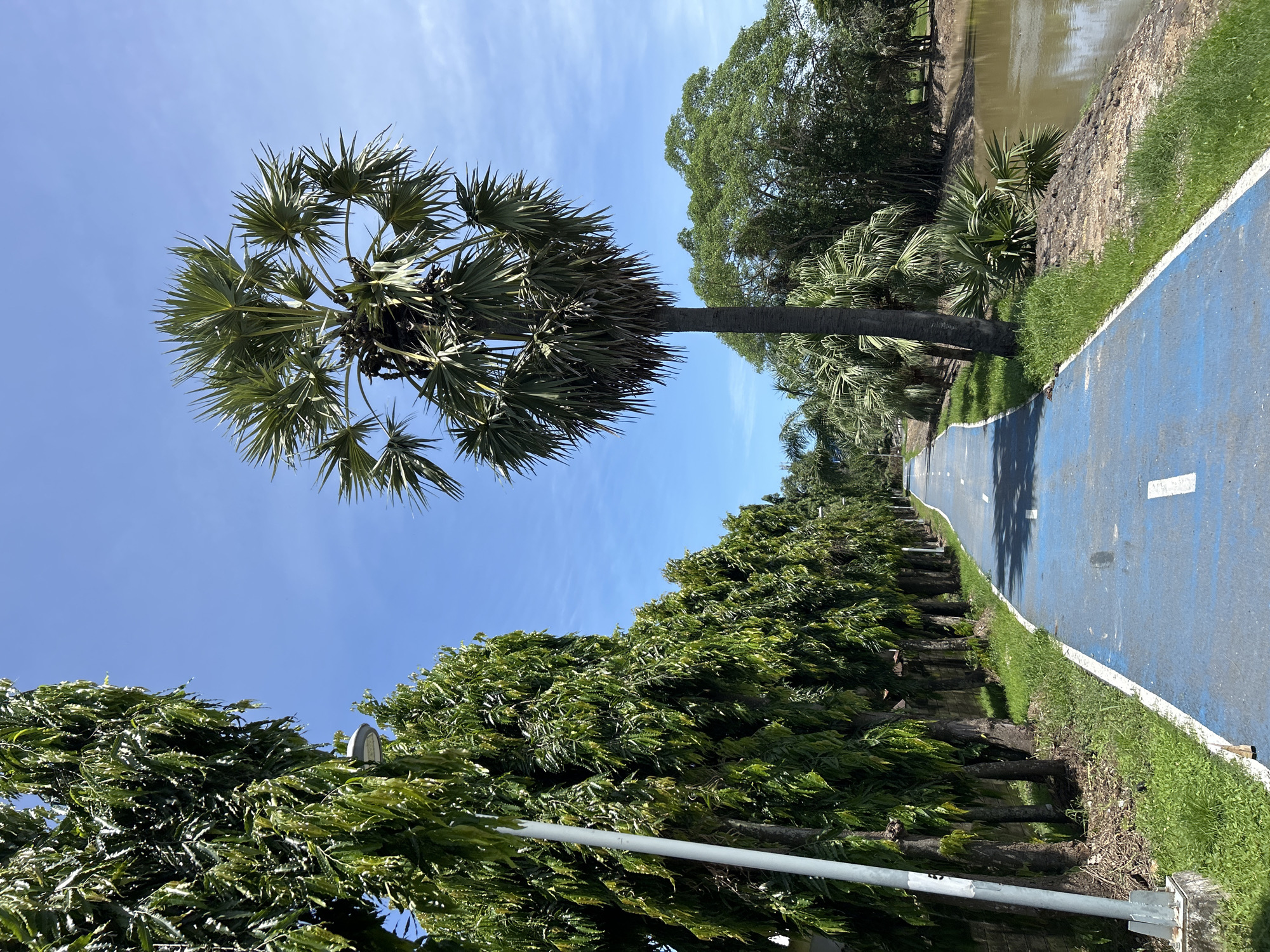 This vertical outdoor photograph depicts a blue paved pathway in Phuket City Municipality, Thailand, under a clear, bright blue sky with sparse white cirrus clouds. The pathway, marked with solid white lines along its edges and dashed white lines down its center, recedes into the background, showing a gentle curve to the right.
On the immediate left of the pathway, a white utility pole with a grey streetlamp is positioned. Behind this pole, a dense, continuous row of tall, slender evergreen trees, identifiable as False Ashoka (Monoon longifolium) due to their distinctive drooping foliage, forms a verdant barrier. A light-colored wall is visible at the base of these trees. The ground between the pathway and the tree line consists of green grass and some dry organic debris.
On the right side of the pathway, a tall, solitary palm tree, consistent with a Palmyra palm (Borassus flabellifer) given its robust trunk and large, fan-shaped fronds, stands prominently. Further along this side, a collection of other palm trees and various green broadleaf trees and shrubs are visible. Adjacent to this vegetation, a body of murky, brownish-green water, appearing as a pond or canal, runs parallel to the pathway. The bank bordering the water is earthen and partially vegetated with grass. No individuals are present within the frame.