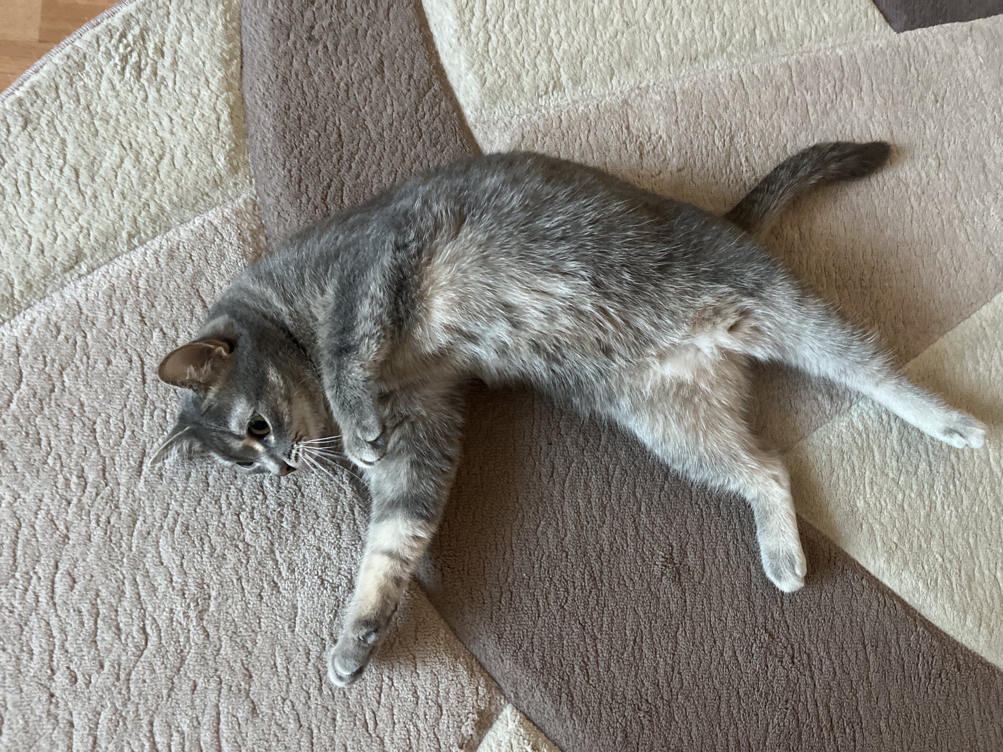 A gray cat with stripes is lying on its side on a patterned rug. The rug has sections of beige, brown, and white. The cat's body is stretched out, with its head turned to the left and its legs extended. The background is out of focus. The location is Chaikovsky, Russia.