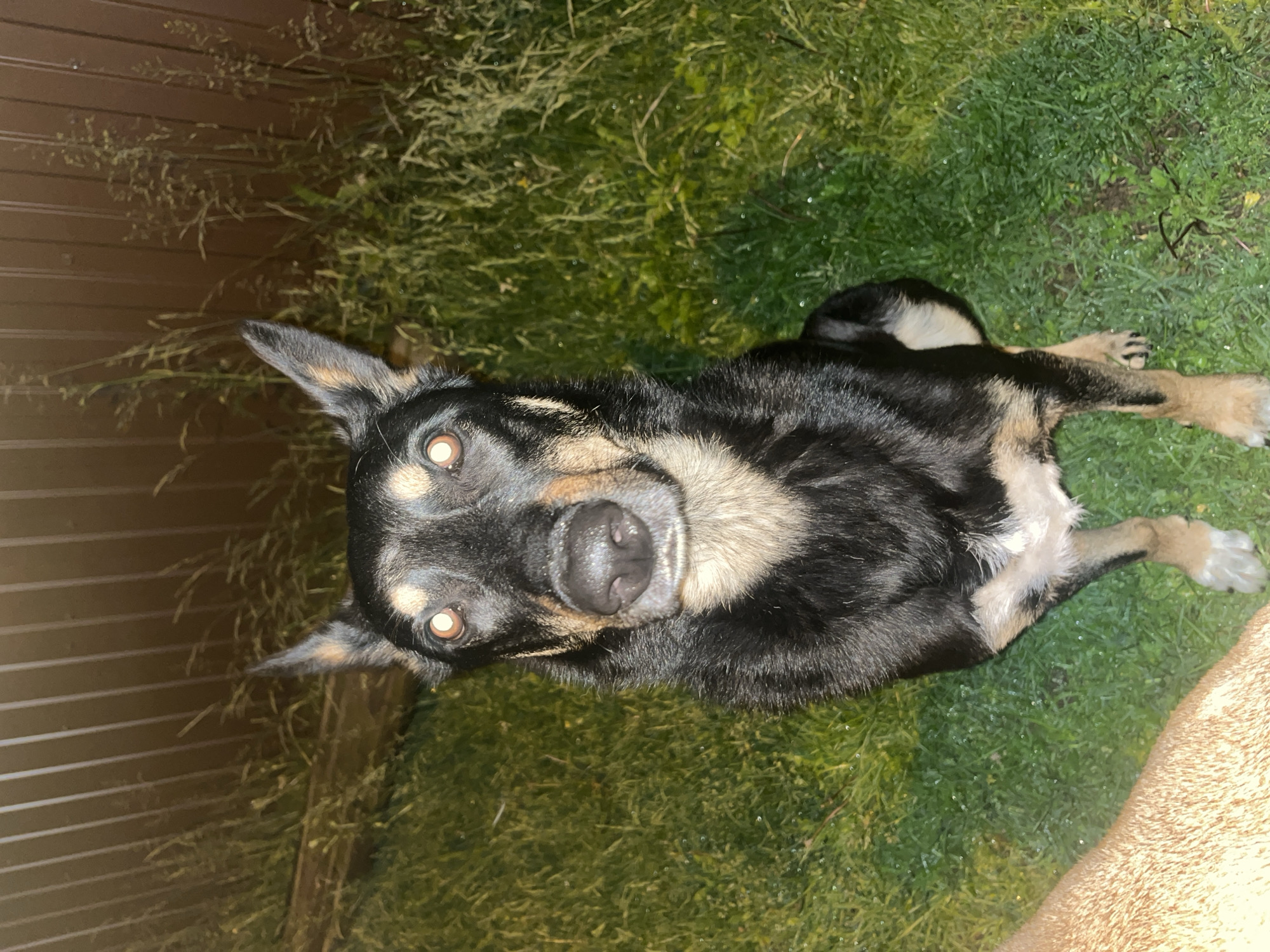 A medium shot captures a black and tan dog with perky ears sitting on wet green grass. The dog's eyes are a bright, almost glowing amber. Behind the dog is a brown wooden fence and tall, dry grass. The overall lighting suggests it is nighttime, possibly illuminated by artificial light. The foreground on the left shows a portion of another animal, likely a dog, with tan fur. The image was taken in the city of Nizhny Tagil, Russia.