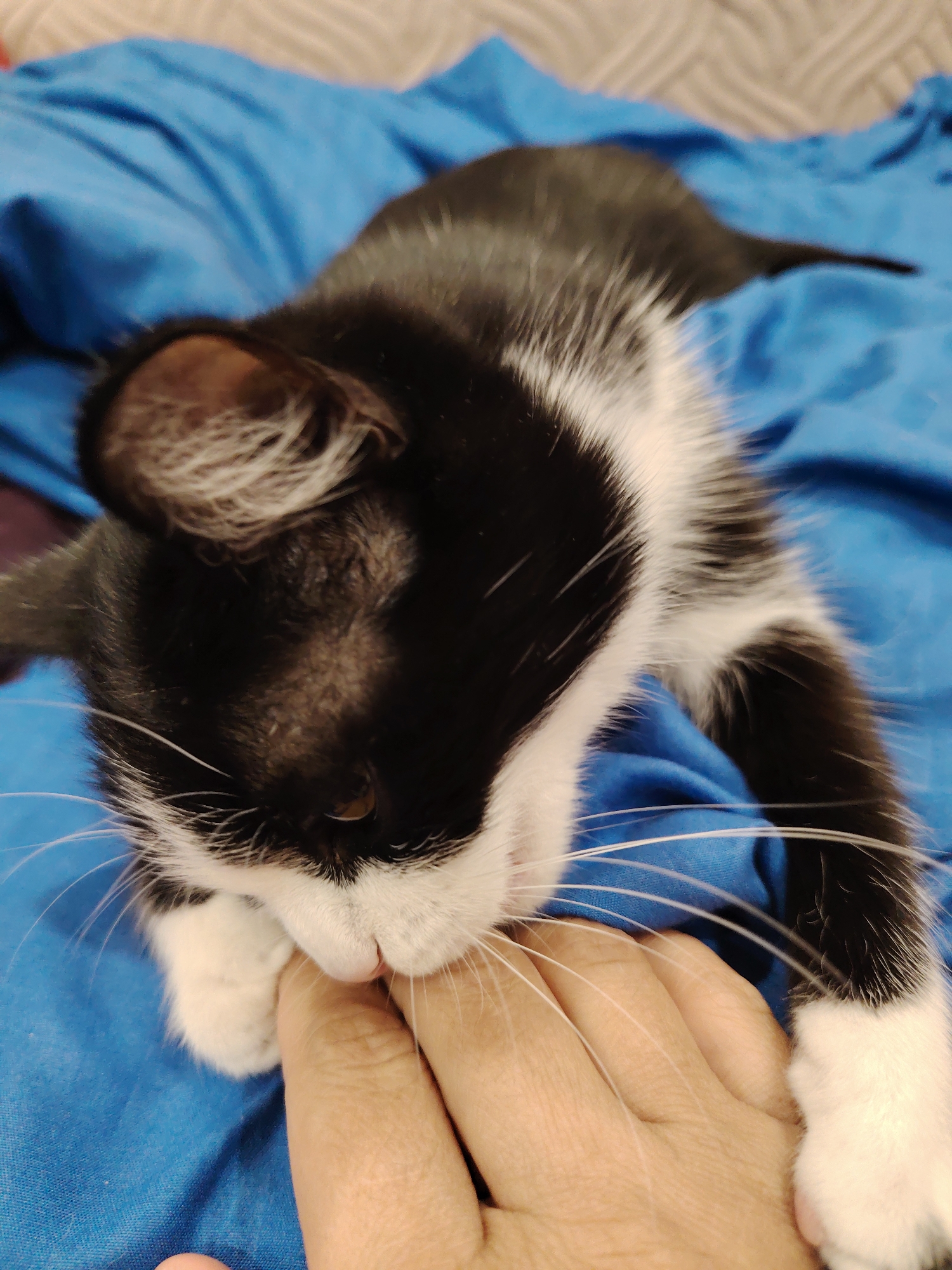 A black and white cat is lying on a blue surface. The cat is facing forward and appears to be interacting with a human hand. The cat's paw rests on the hand, and its face is close to the hand. The background is a solid blue color.