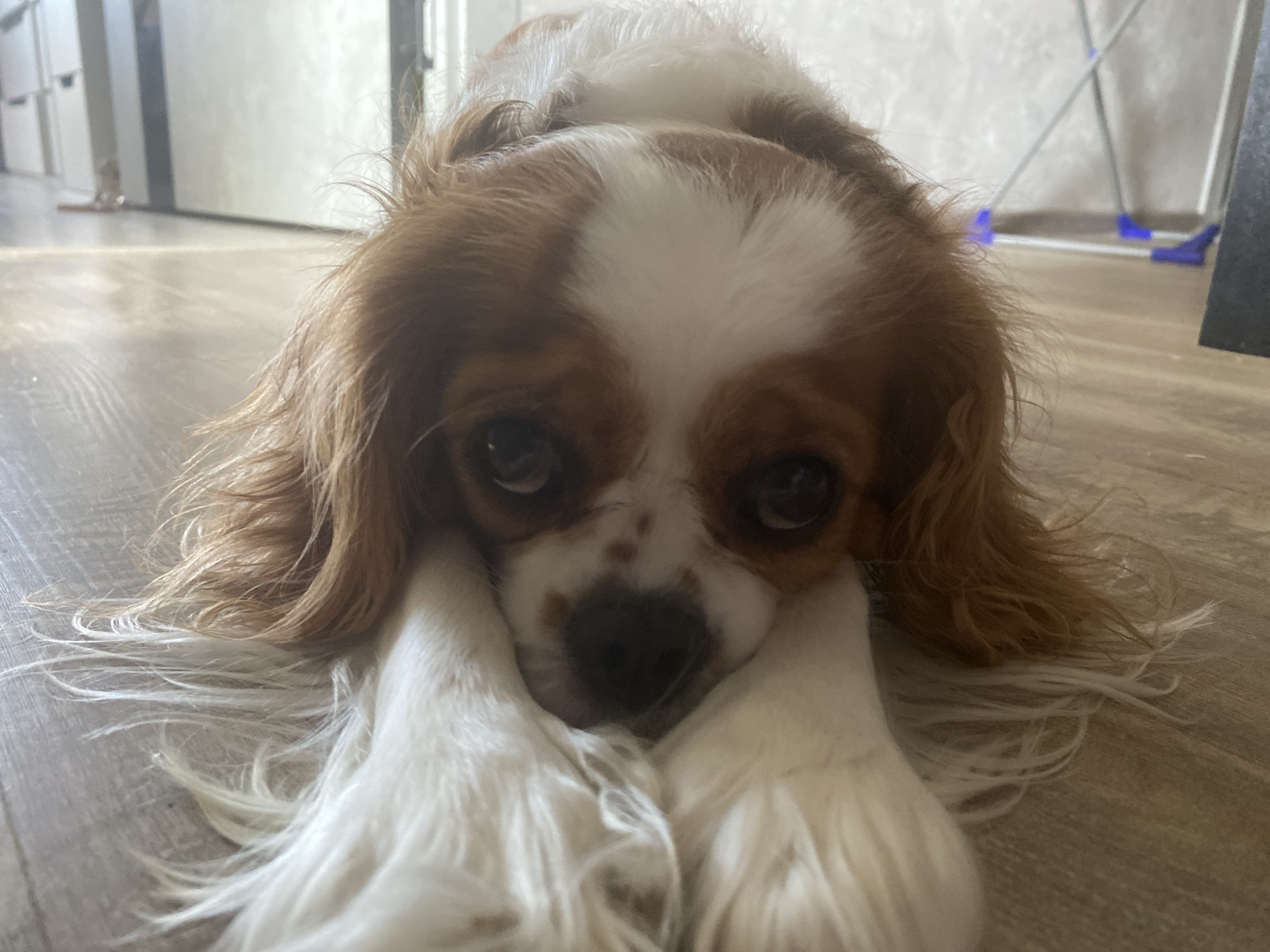 A Cavalier King Charles Spaniel with brown and white fur lies on a light brown wooden floor, its head resting on its paws. The dog's eyes are dark and round, and its nose is black. The background is blurred, showing vertical lines and a metallic object in the upper right corner, suggesting an indoor setting. The lighting appears to be natural, casting a soft glow on the dog.