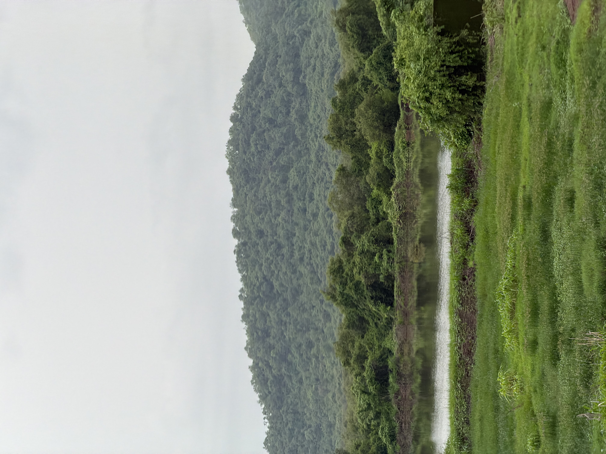 The image depicts a lush, green landscape with a body of water in the foreground, a dense line of trees and vegetation bordering the water, and a tree-covered hill in the background under a cloudy sky. The location appears to be in the city of Vasai-Virar, India, known for its proximity to the Arabian Sea and its green environs. The scene is tranquil and natural, suggesting a rural or semi-rural setting within the urban expanse. No people or specific actions are visible in the image. The environment is characterized by abundant vegetation and a calm water body, indicative of a natural habitat.
