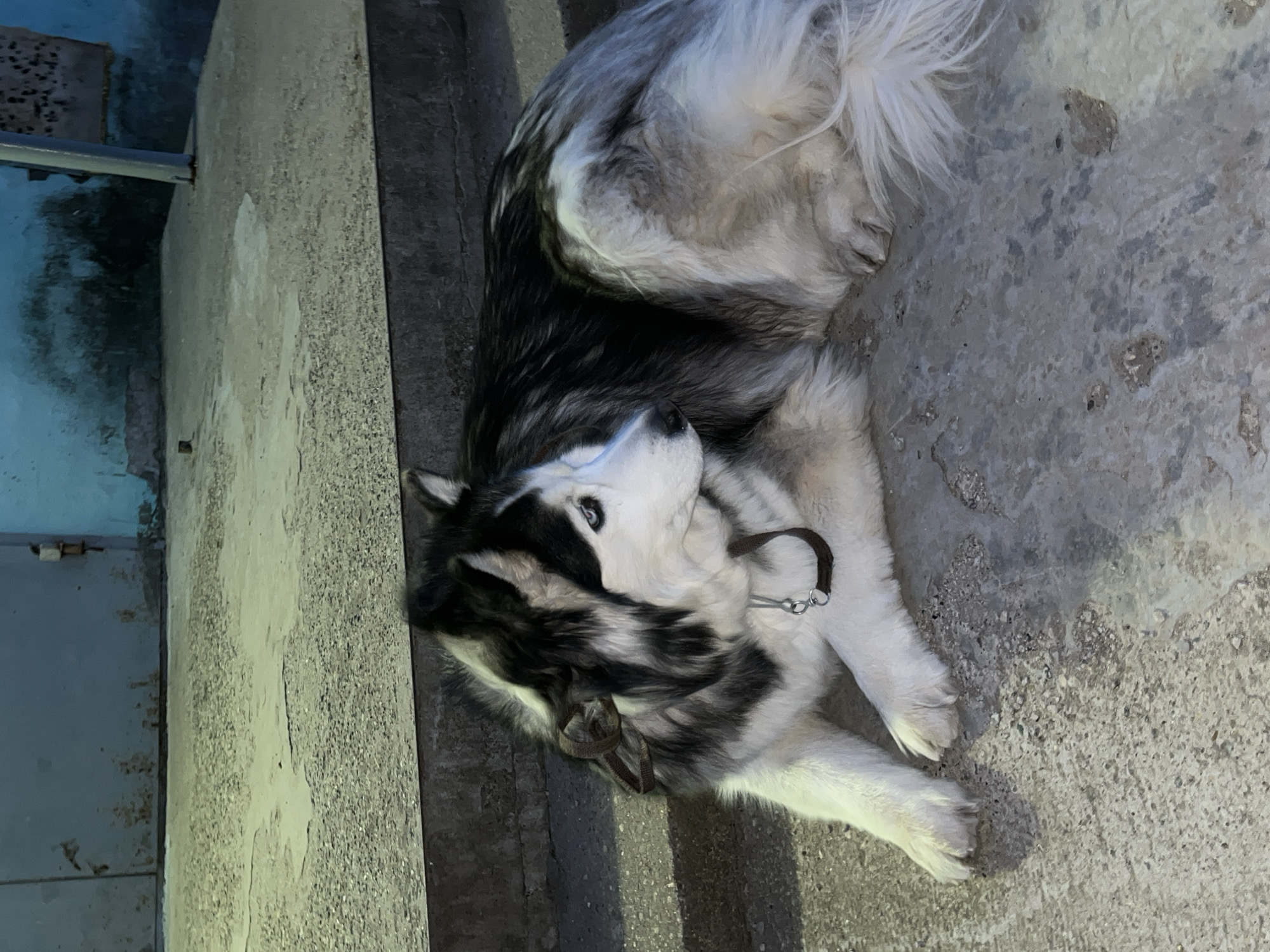 A husky dog with black and white fur, wearing a brown collar, lies on a concrete surface. The location appears to be outside, near a blue metal door or structure. The setting is possibly urban, given the materials and construction. There is no verifiable data confirming it is Chaikovsky, Russia.