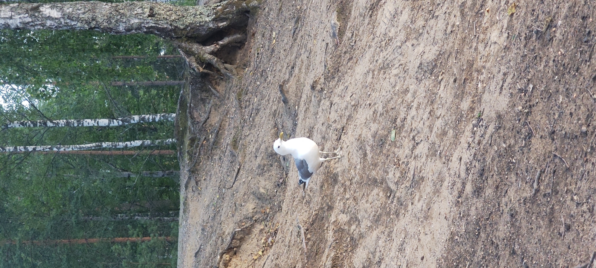 A white seagull with gray wings stands on a sandy, uneven slope in Mednoye Ozero, Russia. The bird is facing to the right, with its head slightly turned. The ground is covered with sand, small stones, and scattered twigs. Behind the slope, a dense forest with tall birch and pine trees is visible. The tree trunks of the birches are white and black, and their leaves are a lush green. To the right of the image, the base of a large tree with exposed roots is prominent. The lighting suggests it is either early morning or late afternoon.