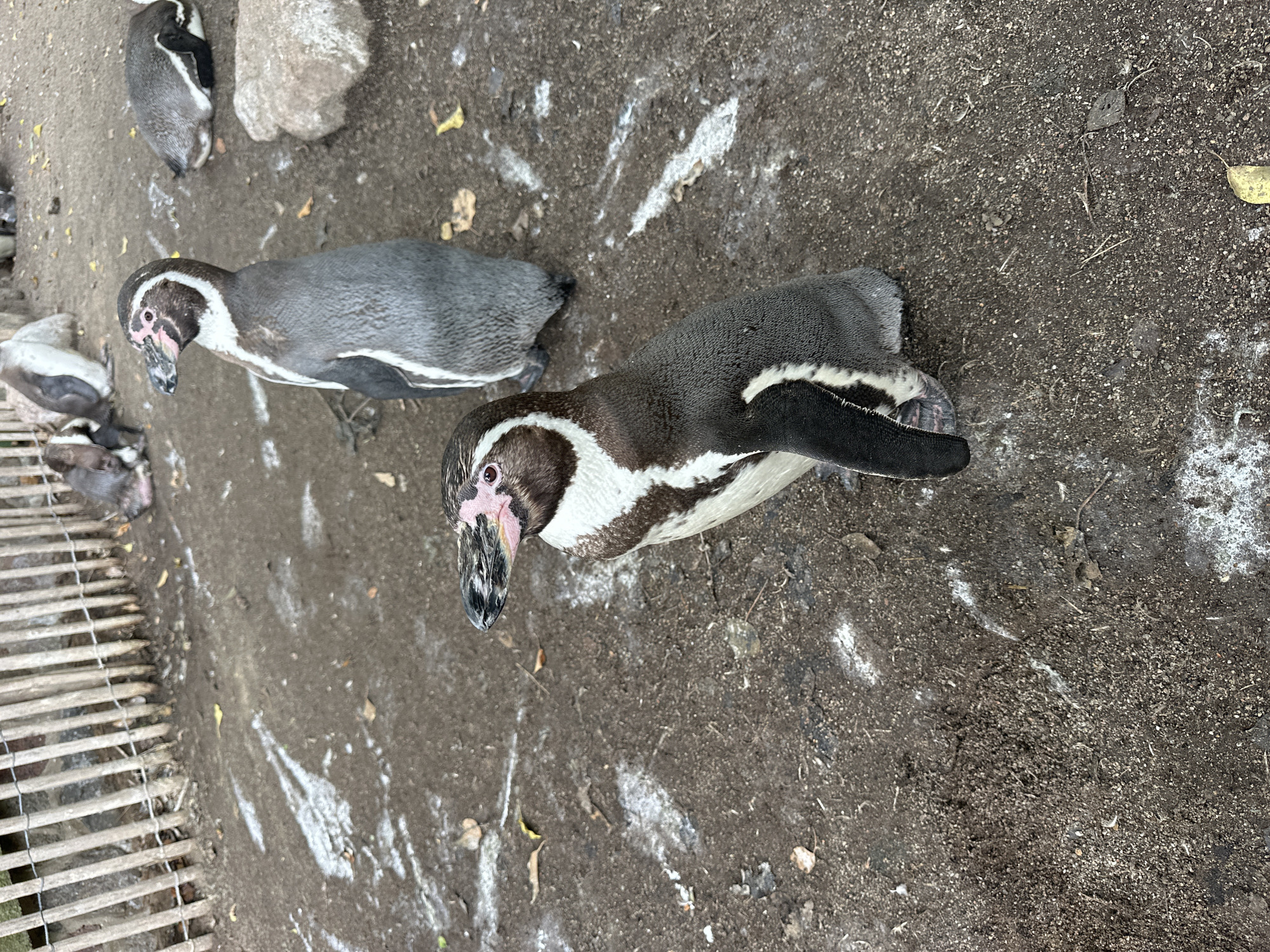 The image shows a group of penguins in an outdoor enclosure with a dirt floor and a wooden fence in the background. In the foreground, a penguin is standing and looking to the left. It has black and white plumage and a pinkish marking around its eyes. Behind it, another penguin is standing and looking to the right. Several other penguins are visible in the background, some lying down and others standing. The enclosure appears to be an exhibit at the Schwerin Zoo in Schwerin, Germany. The ground is covered with dirt, small stones, and some scattered dry leaves. There is a large grey rock to the right of the standing penguins. The fence is made of vertical wooden posts with horizontal wire.