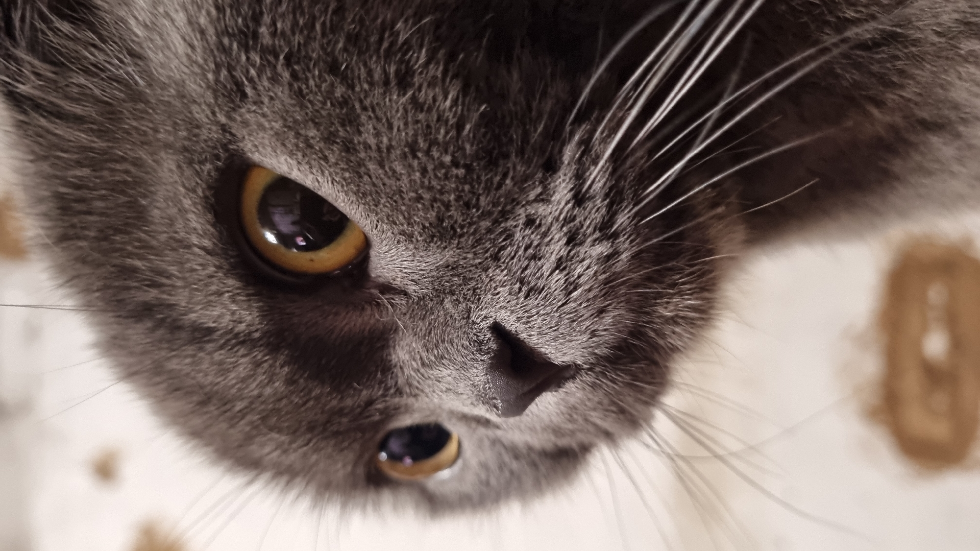 A close-up, low-angle shot shows the face of a grey cat. The cat's fur is soft and appears to be short. Its eyes are large and round, with golden irises that reflect light, and black pupils. The cat's nose is small, dark, and wet-looking. Long, white whiskers extend from the sides of its muzzle. The background is out of focus, appearing to be a pale surface with some indistinct brown splotches, suggesting an indoor environment. There is no information in the image to indicate the location in the city of Vysokoe, Russia.