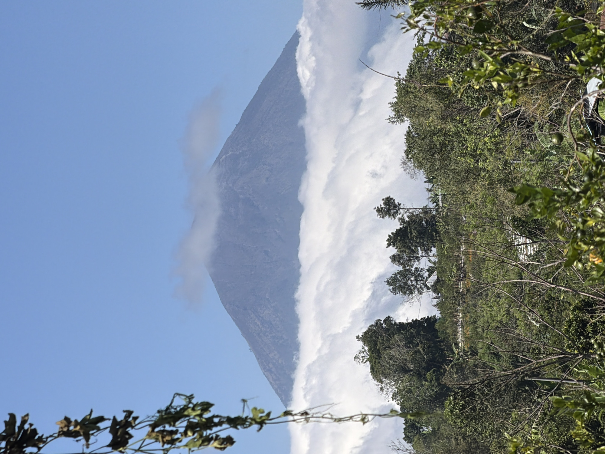 A volcanic peak, possibly Mount Batur, rises majestically in the distance, its summit partially obscured by a wispy layer of clouds. Below the peak, a thick carpet of white clouds stretches across the landscape, creating a surreal, ethereal effect. In the foreground, lush green trees and vegetation dominate the scene, with branches and leaves framing the view of the volcano. The sky is a clear, bright blue, suggesting a sunny day. The overall impression is one of natural beauty and tranquility. The image appears to be taken from a higher vantage point, looking down on the surrounding hills and towards the distant volcano. The presence of vegetation and trees suggests a tropical or subtropical environment, consistent with the location in Kintamani, Indonesia, a region known for its volcanic landscapes and natural beauty.