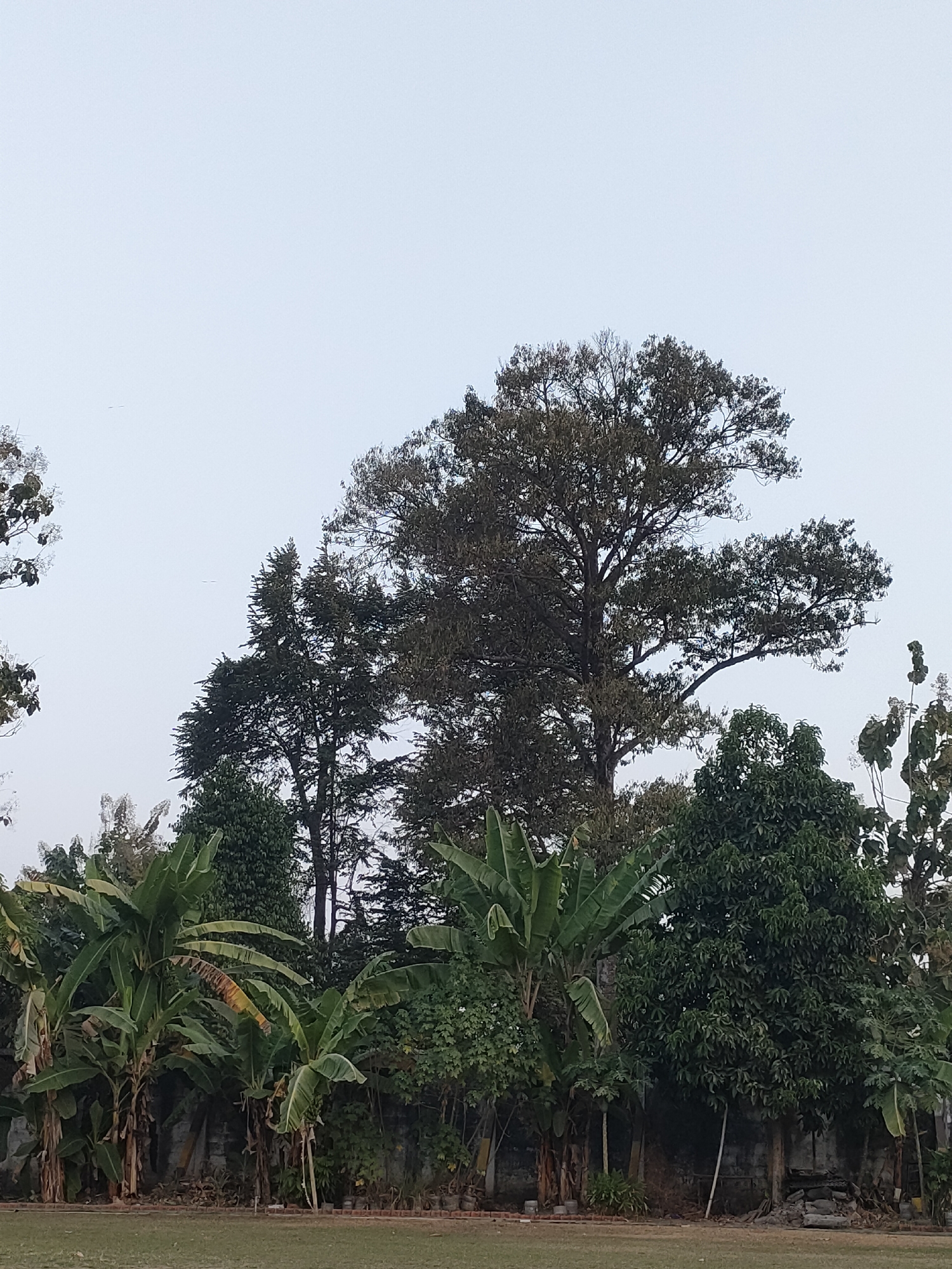 The image captures a serene natural landscape, likely a park or garden area within Banguntapan, Indonesia. The foreground features a lush green lawn, bordered by a low brick wall. Behind this, a dense array of banana trees with their characteristic large, broad leaves dominates the midground. These banana plants are interspersed with other leafy trees and foliage, creating a vibrant green tapestry.
The background is dominated by a towering, mature tree with a wide, expansive canopy, its branches reaching upwards towards a pale, overcast sky. The sky itself appears muted, suggesting either early morning, late afternoon, or a cloudy day. Several other tall trees with darker foliage are visible, contributing to the overall impression of a verdant and established natural setting. The overall atmosphere is peaceful and undisturbed, with no people or animals present in the frame. The setting suggests a tranquil outdoor space, possibly a public park or a private garden, well-maintained and rich with diverse plant life.
