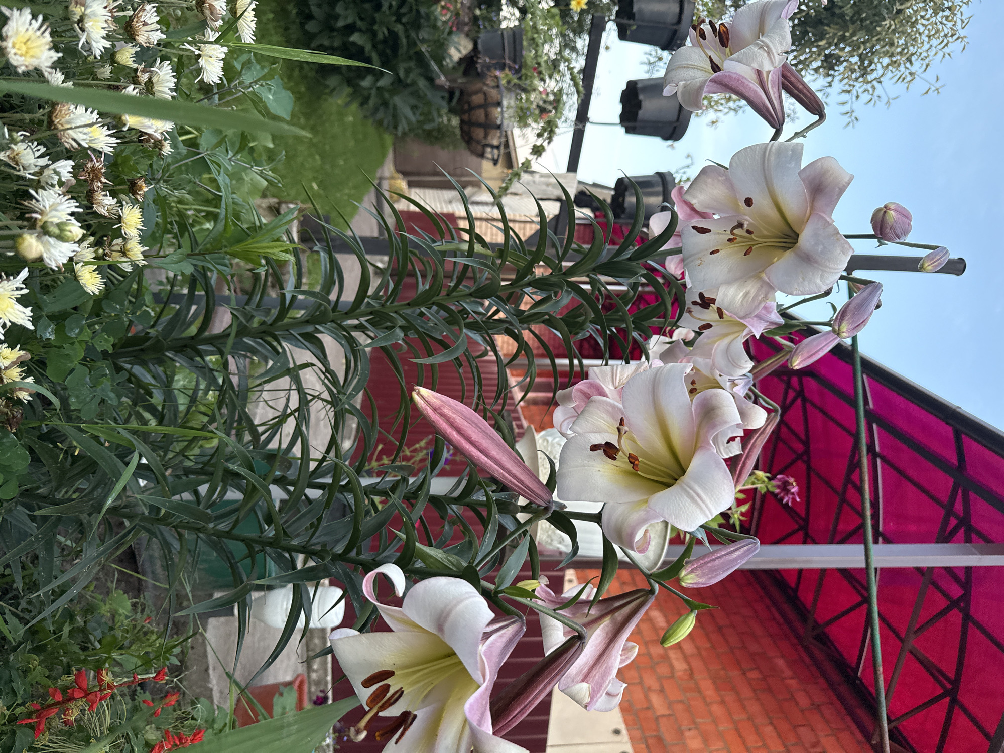 This media file captures a close-up, vertically oriented view of white and pink lilies with prominent stamens and buds. The flowers are the central focus, with their delicate petals and deep pink accents. Lush green foliage forms a dense backdrop, with some leaves appearing wilted or dried. In the background, hints of a garden setting are visible, including what appears to be a brick wall, a red canopy structure with a black frame, and out-of-focus greenery. The lighting suggests it is daytime, possibly late afternoon, given the soft quality of light. There are no people visible, and no discernible text in the image. The overall impression is one of natural beauty in a garden environment.