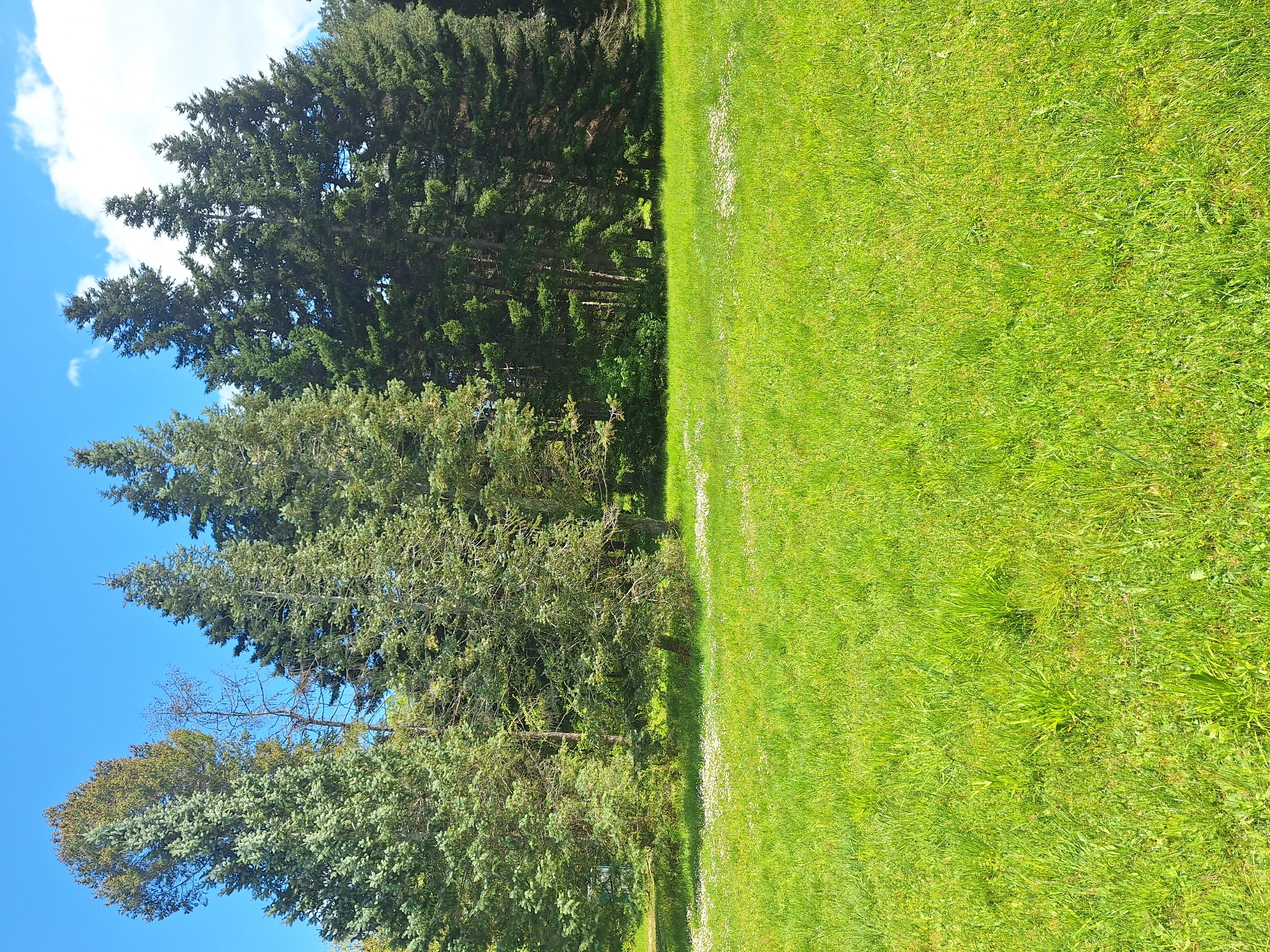 The image shows a landscape scene with a clear blue sky and some white clouds on the left side. A row of tall evergreen trees, varying in height and foliage density, separates the sky from a large field of green grass on the right. The grass appears well-maintained and evenly cut. There are no visible people, subjects, objects (besides the trees and grass), actions, or interactions depicted in the image. The scene is likely located in Varna, Bulgaria based on the prompt.