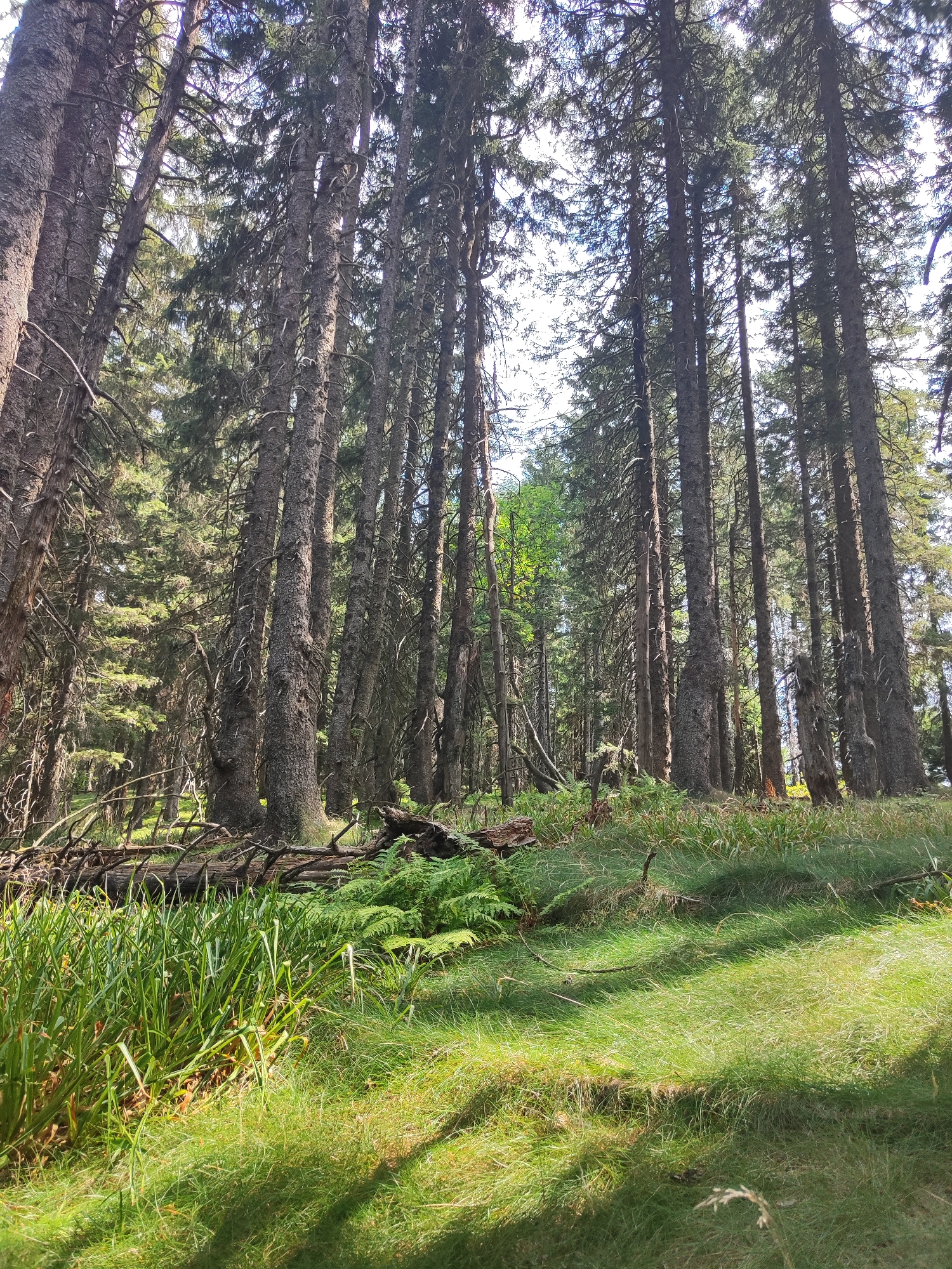 The image depicts a dense forest, likely in Todtnau, Germany, characterized by tall, mature coniferous trees with rough bark. The forest floor is covered in a mix of lush green grass, ferns, and fallen branches. Sunlight filters through the canopy, creating dappled light and shadows on the ground. The perspective is from a low angle, looking upwards towards the sky through the trees. No people or animals are visible in the scene. The environment appears natural and undisturbed, suggesting a remote or well-preserved area.