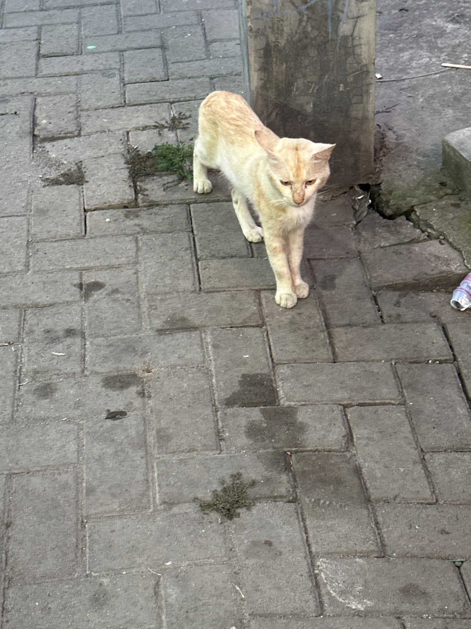 A ginger-colored cat stands on a paved walkway in front of a utility pole. The cat is facing the viewer and looking down. The walkway is made of interlocking gray concrete pavers. There are patches of dirt and weeds growing in the gaps between the pavers. To the right of the cat, the ground is cracked concrete. A partially crushed plastic bottle with a white and blue label is visible on the ground near the edge of the walkway. The scene appears to be in an outdoor urban setting in the City of Binjai, Indonesia.