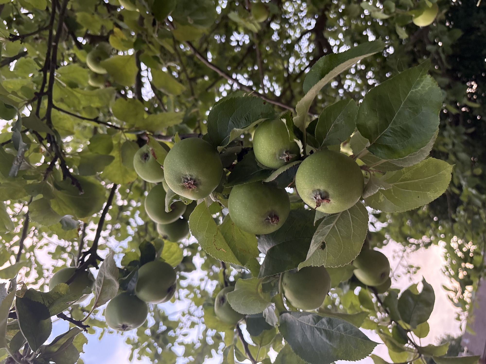 A close-up, low-angle shot captures a cluster of developing green apples hanging from the branches of an apple tree. The apples, varying slightly in size, are uniformly green and appear firm, with small brown marks at their calyx ends. Lush green leaves, some showing slight serrations along their edges, surround the fruit, creating a dense canopy. Sunlight filters through the leaves, creating dappled light and highlighting the textured surfaces of the leaves and apples. The background consists of more foliage and branches, with a soft, hazy sky peeking through in some areas. The overall impression is of a thriving tree in a natural or garden setting, likely a domestic garden in Chelmsford, United Kingdom, given the commonality of apple trees in such environments. There are no people, animals, or man-made structures clearly visible in the immediate vicinity of the apples. The image suggests a daytime scene, with soft, diffused light indicating either early morning or late afternoon.