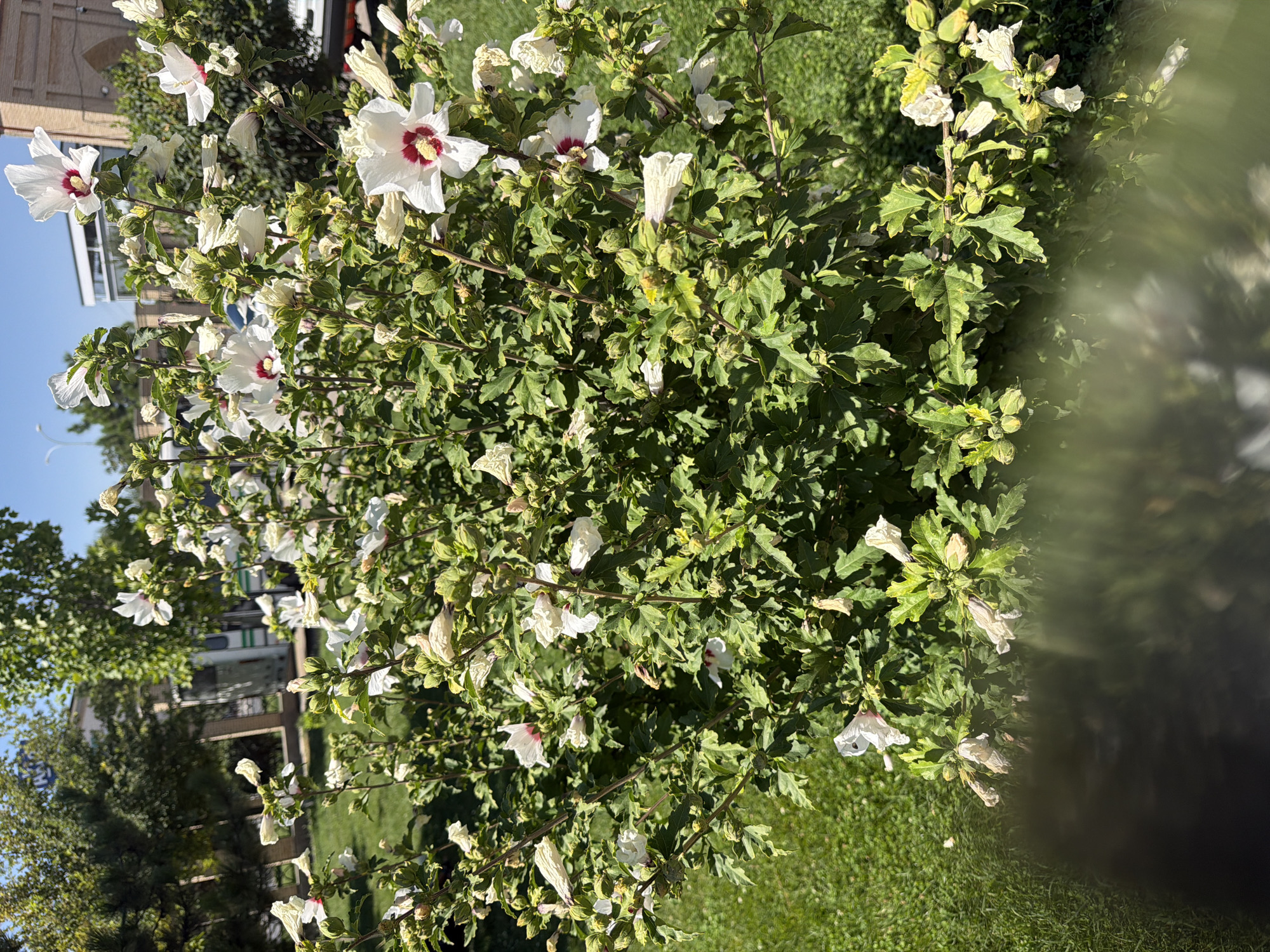 The image shows a close-up view of a flowering shrub with white hibiscus flowers in Zangiata, Uzbekistan. The shrub is dense with green leaves and numerous buds, some of which are starting to open. The flowers have white petals and a deep red center. In the background, a grassy area and trees are visible, suggesting an outdoor setting, possibly a park or garden. Sunlight illuminates the scene, casting shadows on the leaves and flowers. The overall impression is of a vibrant, natural environment bathed in sunlight.