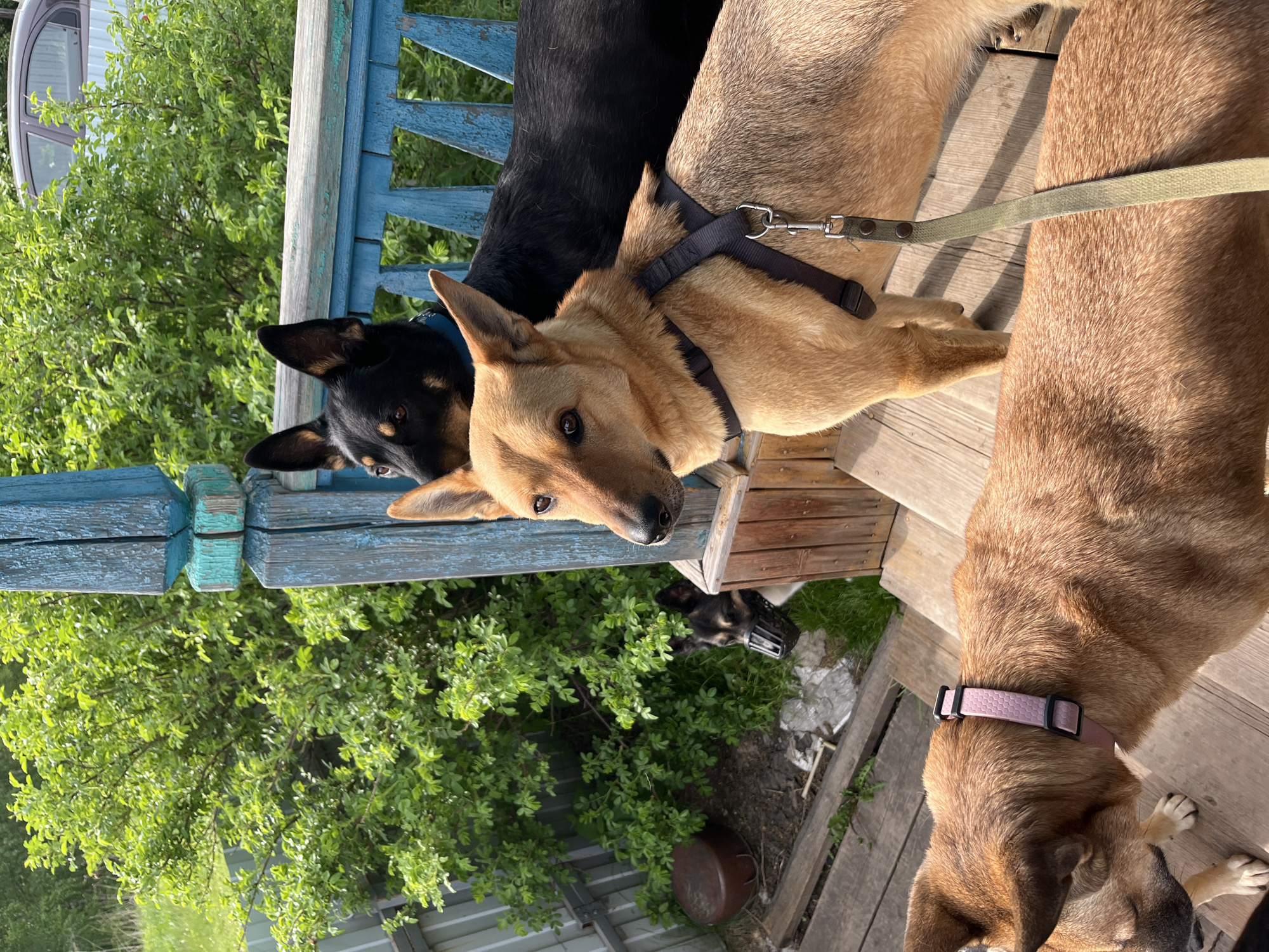 This image features a group of dogs gathered on and around a rustic wooden porch. In the center, a tan-colored dog, wearing a black harness with a leash attached, looks directly at the viewer with curious eyes. To its left, the head and shoulders of a black dog with a blue collar are visible, looking towards the right. To the right, the back and side of a reddish-brown dog, wearing a pink collar, are seen as it looks downwards. Further in the background, amidst green foliage, the head of another dog, appearing black and white or tan, is visible.
The scene is set outdoors, on a weathered wooden deck or porch featuring a blue railing with peeling paint. The background is dominated by vibrant green bushes and trees, indicating a lush, natural environment. Bright sunlight suggests a clear daytime, casting subtle shadows. In the far background, a portion of a building with a round window can be seen. On the ground near the background dog, there is a dark pot and some light-colored debris. The dogs appear calm and observant. This setting is consistent with a home or property in Nizhny Tagil, Russia. There is no visible text in the image.