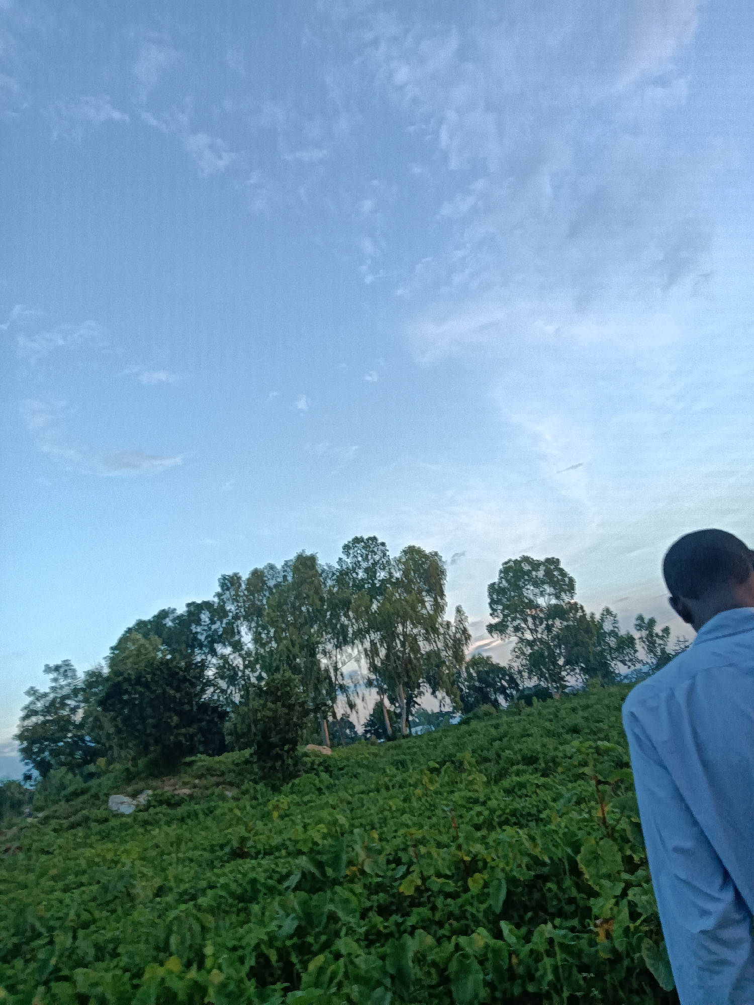 The media file depicts a natural scene with a person in the foreground, viewed from behind. The person is wearing a light blue collared shirt and is positioned on the right side of the frame, facing away from the camera and looking towards a lush, green landscape. The landscape is a field of dense, leafy plants, possibly crops, covering a gentle slope.
Behind the field, a line of tall trees stands against a pale blue sky dotted with soft, wispy clouds. The sky suggests either early morning or late afternoon, with the light being diffused and soft. The overall impression is one of tranquility and a connection with nature. The location is identified as Jos, Nigeria, a place known for its plateau and cooler climate. There are no visible objects or text in the media file. The activity appears to be a moment of quiet observation or appreciation of the scenery by the individual.