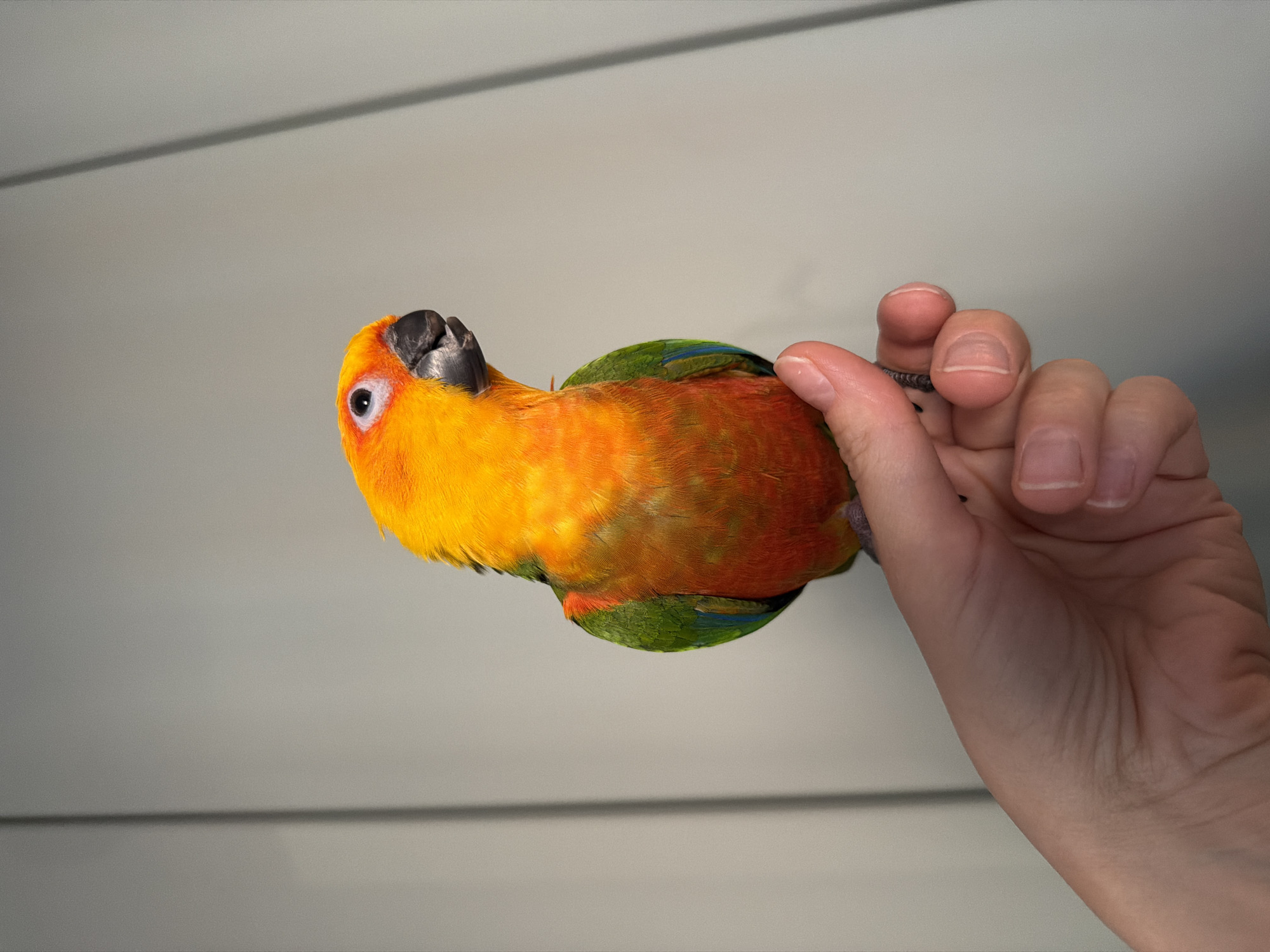 This media file features a close-up, high-angle shot of a sun conure parrot being held in a person's hand. The parrot is predominantly yellow and orange with green and blue feathers on its wings and tail. Its eye is clearly visible, and its black beak is slightly open. The person's hand is gently cradling the bird, with fingers visible around its body. The background is a neutral, light gray surface with horizontal lines, possibly a wall or ceiling. The lighting is soft, suggesting an indoor environment. The overall tone is calm and intimate, capturing a moment of connection between the person and the bird. There is no visible text in the image.