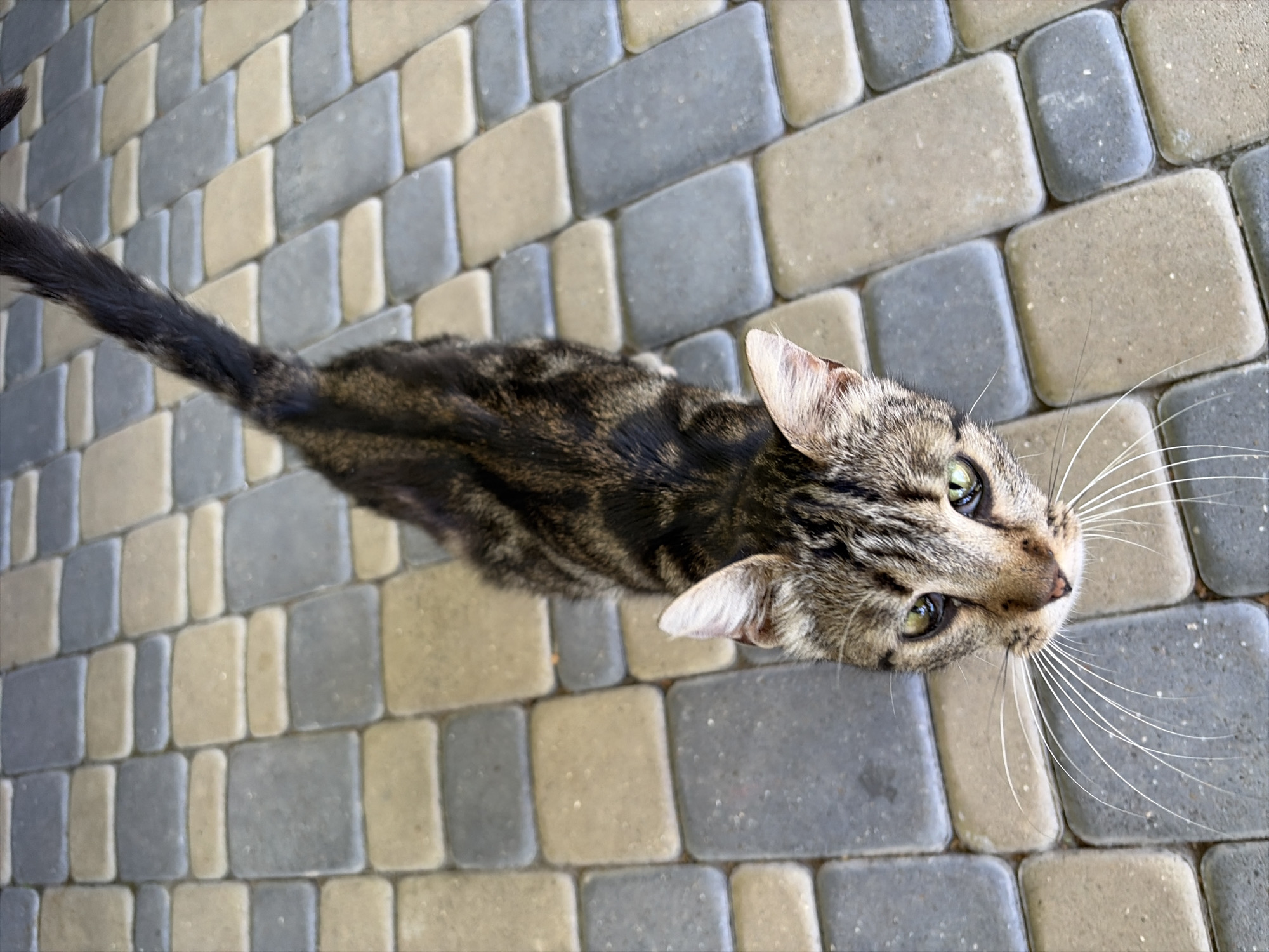 A tabby cat with green eyes and long white whiskers is looking up from a patterned paved surface in Oxentea, Moldova. The cat is positioned in the center of the frame, with its body extending upwards and its tail curving over its back. The paving stones are rectangular and laid in an alternating pattern of light beige and gray. The lighting suggests it is daytime, with soft shadows indicating an outdoor setting.