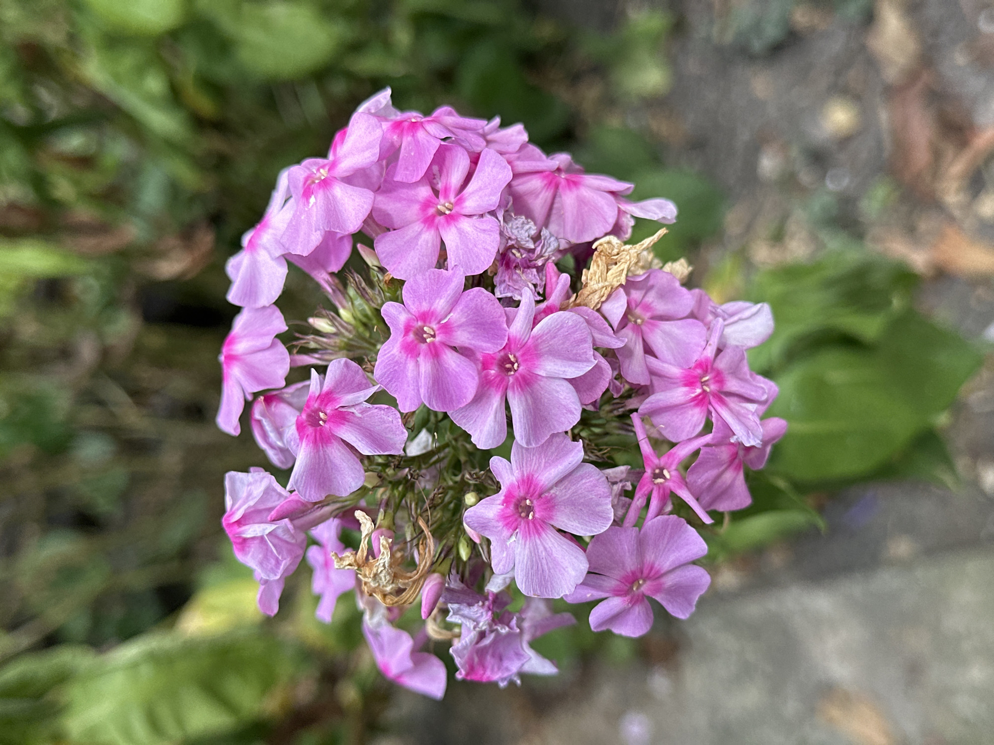 A cluster of bright pink phlox flowers are in bloom, with some wilted and brown petals visible amongst the fresh ones. The flowers are set against a blurred background of green foliage and ground, suggesting an outdoor, garden setting. The image is taken from a close-up perspective, focusing on the intricate details of the flower petals and their delicate structure. The overall impression is one of natural beauty and the vibrant life of a garden in bloom. There is no indication of any specific location within Yessentuki, Russia, as the image does not contain any identifying landmarks or contextual elements.