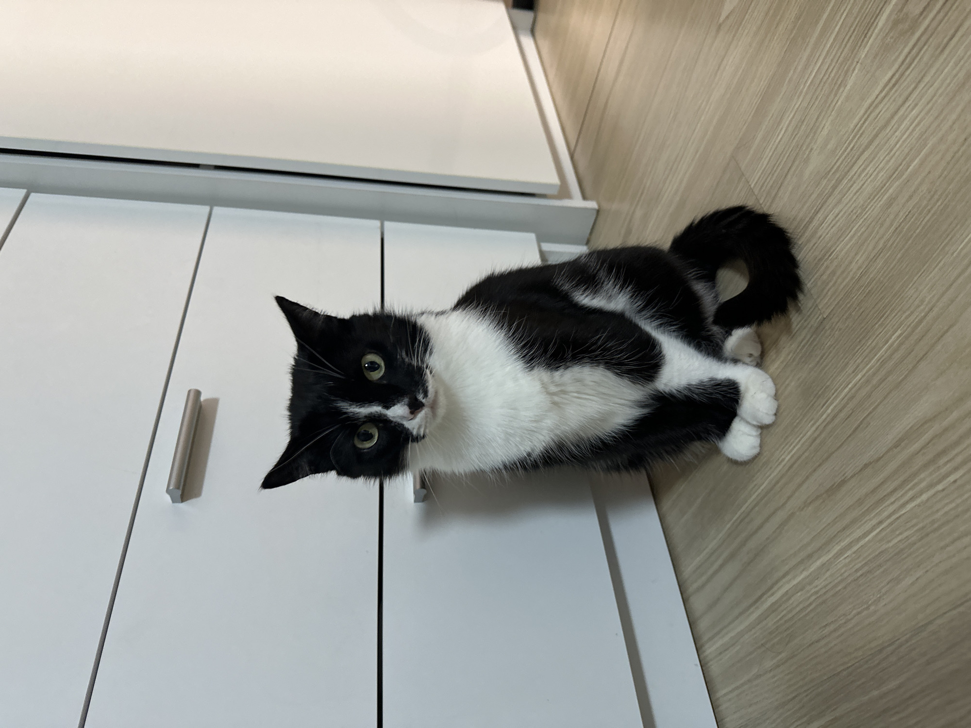 A black and white tuxedo cat is seated upright and centered on a light-colored laminate wood floor, facing directly towards the viewer. The cat displays black fur on its head, back, sides, and tail, contrasted with white fur on its muzzle, chest, belly, and front paws. Its eyes are a light greenish-yellow. Its tail is curled around its right side, resting on the floor.
The background consists of a white modular furniture unit or set of drawers on the left, featuring a horizontal silver pull handle on the upper visible drawer, which casts a subtle shadow beneath it. Two horizontal seams delineate drawer fronts. To the right of the cat, a white wall or another furniture panel is visible, with a vertical seam or edge near the center-right. The indoor environment is evenly lit. No human individuals are present, and no specific actions or interactions are depicted beyond the cat's posture.
The image contains no identifiable visual information to determine its specific location within the city of Yekaterinburg, Russia, or any other geographic location.