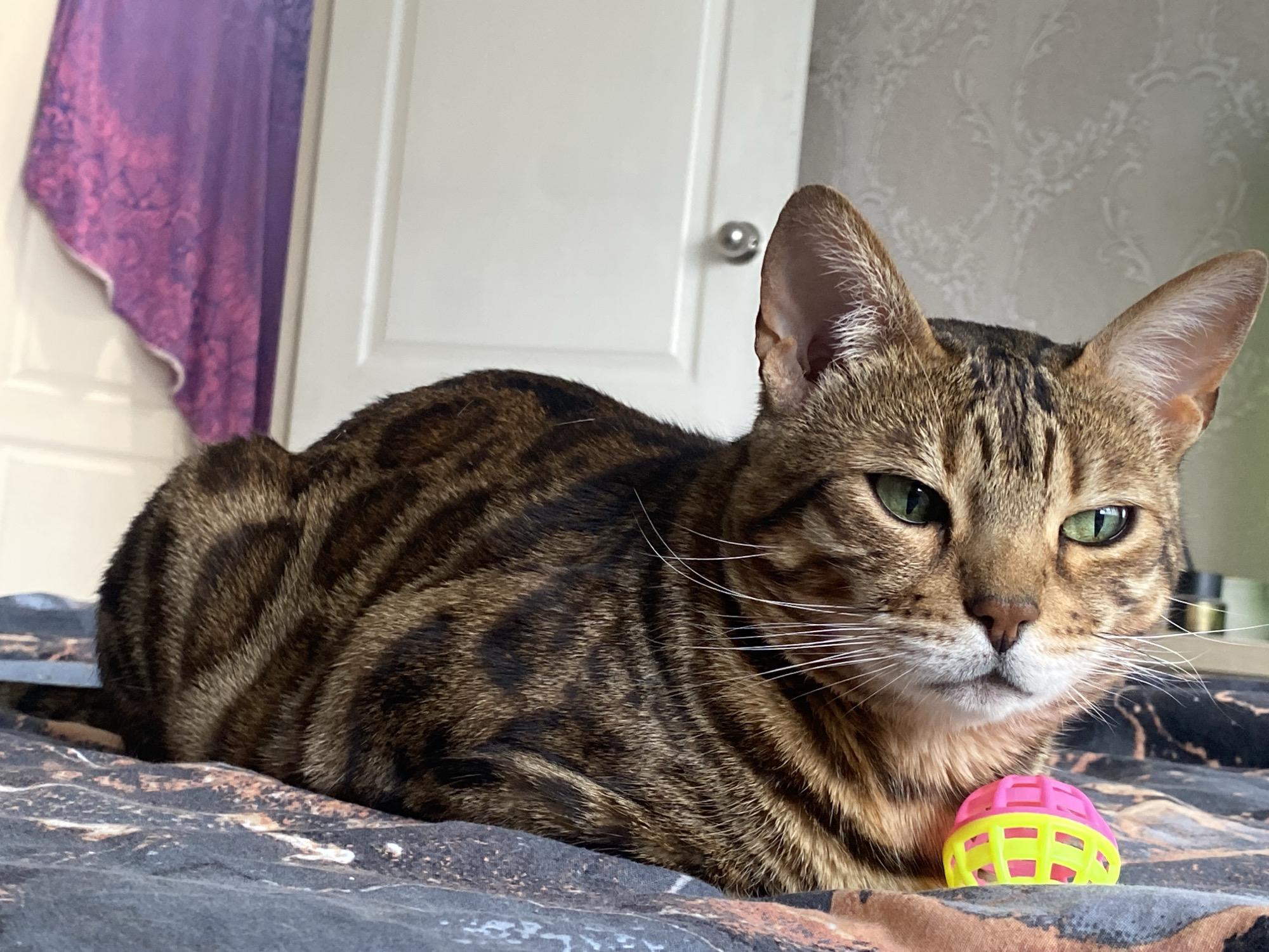 A Bengal cat lies on a bed with a pink and yellow plastic ball in front of it. The cat has green eyes, brown and black striped fur, and white whiskers. Behind the cat are a closed white door with a silver knob and a purple and pink curtain. The environment indicates a domestic interior setting. The specific location of Chaikovsky, Russia is not verifiable from the image.