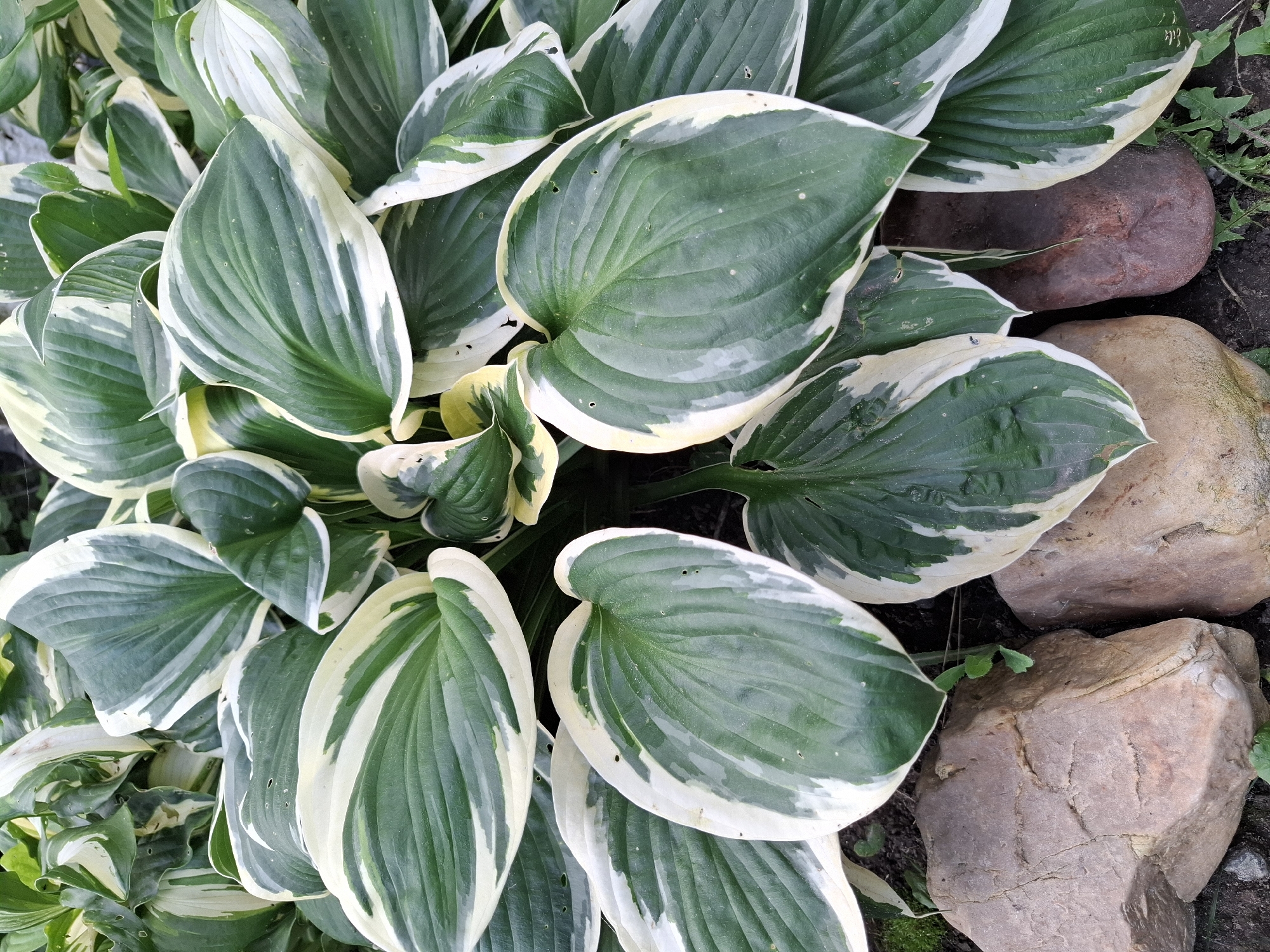 The image displays a close-up view of a cluster of hosta plants with variegated green and white leaves. The leaves are large, ovate, and have prominent veins. Some leaves are edged with creamy white, while others have white variegation in the center. The plants are lush and appear to be growing in a garden setting. In the foreground, there are several large, weathered rocks, varying in color from light brown to reddish-brown. The ground beneath the plants and rocks is dark soil, with some sparse green vegetation and dry leaves. The lighting suggests an outdoor environment, likely during the day. This scene could be located in a garden in the city of Tyumen, Russia, given the presence of hosta plants, rocks, and typical garden soil. There are no people or animals visible in the image, and no actions are taking place.