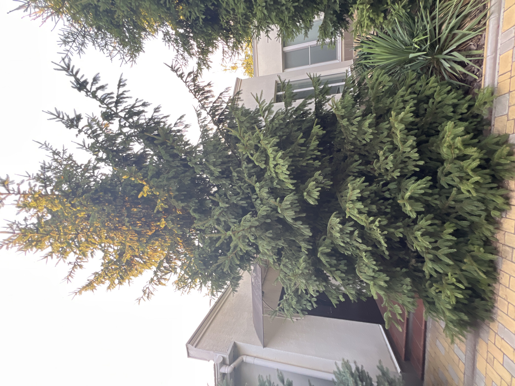 A large evergreen tree dominates the foreground, its branches obscuring part of a light-colored house. The house has a covered entryway with a brown awning supported by a metal frame. To the right of the tree, a yucca plant with spiky leaves is visible. The ground in front of the tree and house is paved with yellow and brown interlocking bricks. The sky above is bright and appears slightly overcast. This scene is located in Fontanka, Ukraine.