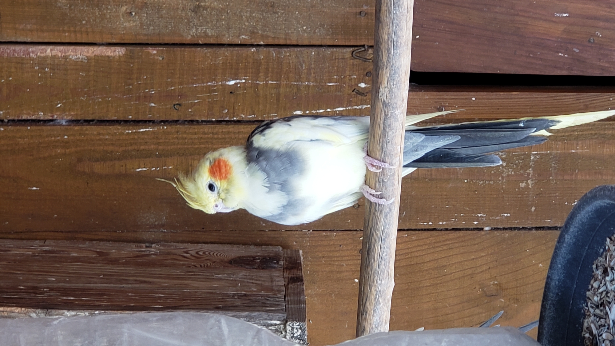 A cockatiel is perched on a wooden dowel in front of a wooden wall. The bird is facing left with its head turned slightly towards the viewer. It has a yellow crest, orange cheek patches, and a gray and white body. Its tail feathers are dark gray and yellow. To the left of the bird, a gray plastic object, possibly a bird feeder, is visible. The background consists of vertical wooden planks with some white specks, suggesting a rustic outdoor environment. The lighting is natural and casts a soft illumination on the scene. The location is in Prešov, Slovakia.