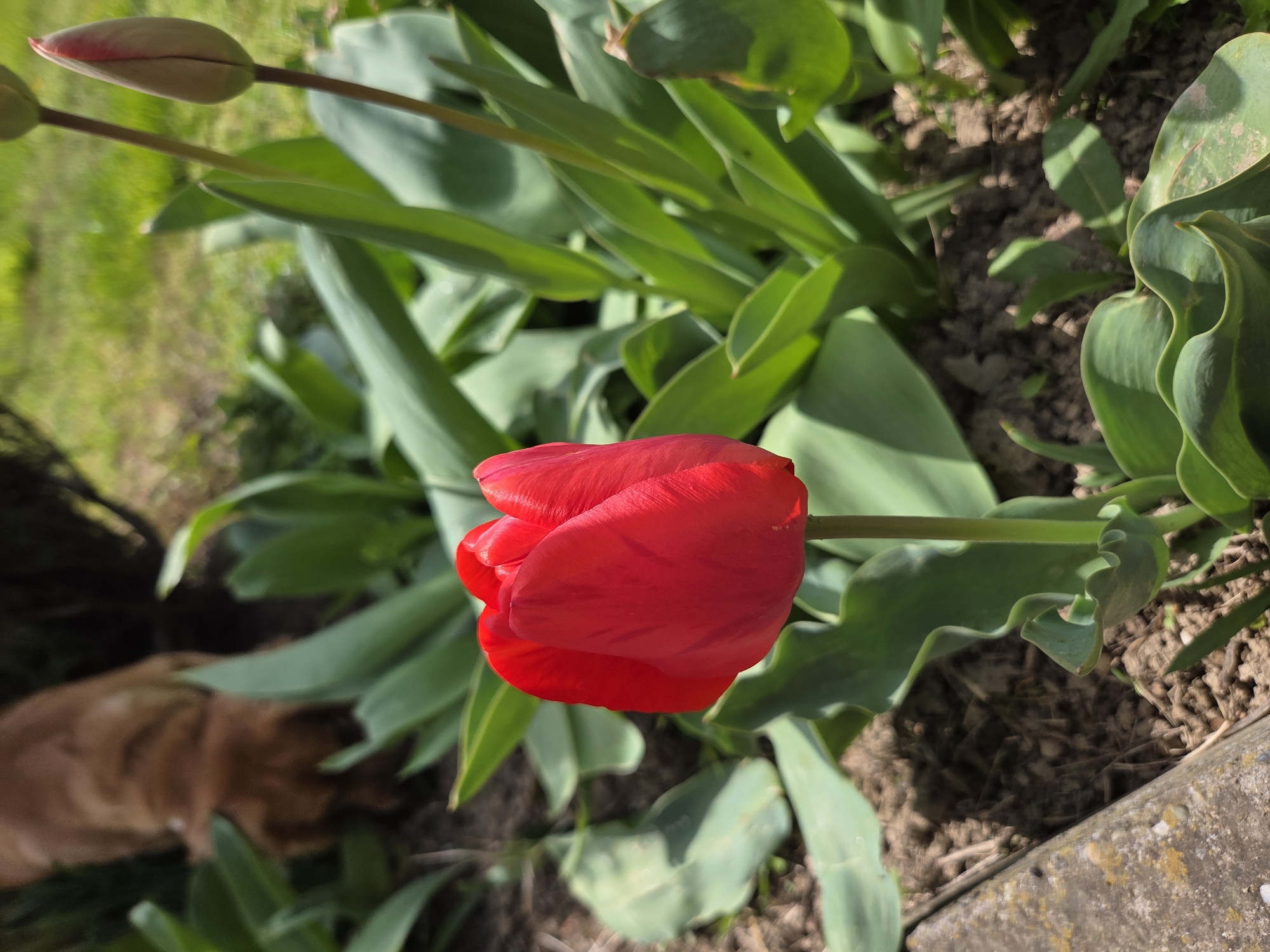 A close-up, slightly canted, daytime shot depicts a vibrant red tulip in full bloom among green foliage. The tulip is the focal point, positioned centrally and facing forward. Behind and around the tulip, various green leaves are visible, some showing signs of wear. A partially visible flower bud sits on the left side of the frame. To the lower left, a blurry brown figure possibly depicts an animal. The ground is covered in dark soil. A concrete border is at the bottom right of the frame. Based on the original prompt and lack of identifying features, I can't specify the exact location is in Cherkovitsa, Bulgaria.