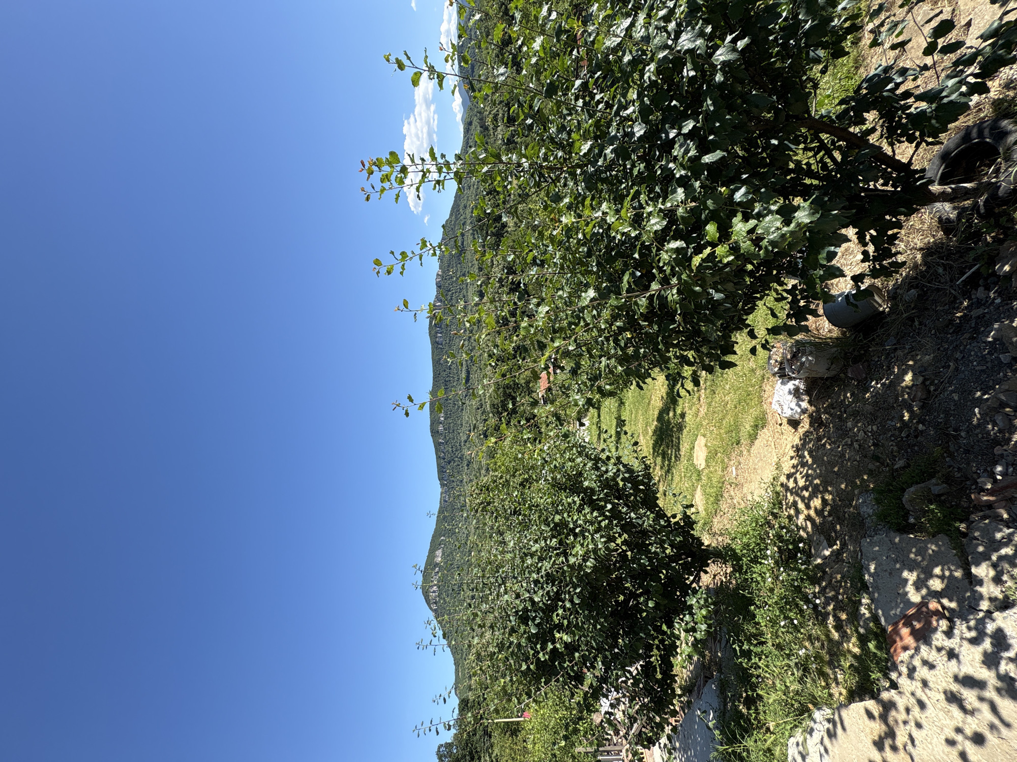 The image depicts a sunlit outdoor scene, likely a rural or semi-rural area, with a clear, bright blue sky dominating the upper portion. In the foreground, two green bushes are prominently featured. The bush on the left is partially in shadow cast by an unseen structure or tree. The bush on the right is more fully illuminated, showcasing its dense foliage.
Beyond the bushes, a grassy area with a dirt path winds through it. In the mid-ground, a line of trees and vegetation creates a textured landscape. Further in the distance, a range of mountains rises, their peaks jagged and defined against the sky. Some scattered clouds are visible near the mountain peaks. A few small, reddish-brown roofs of buildings are subtly peeking through the trees in the mid-ground, suggesting a small settlement or scattered homesteads.
The ground in the foreground is a mix of dirt, grass, and rocks, with shadows from the foliage creating dappled patterns. Some discarded objects, including pieces of concrete, a brick, and what appears to be a tire, are present on the ground near the bushes, hinting at a less manicured environment. The overall impression is one of a bright, clear day in a natural setting, possibly a garden or yard adjacent to a more wild, mountainous landscape. The location is identified as being in the city of Vratsa, Bulgaria.