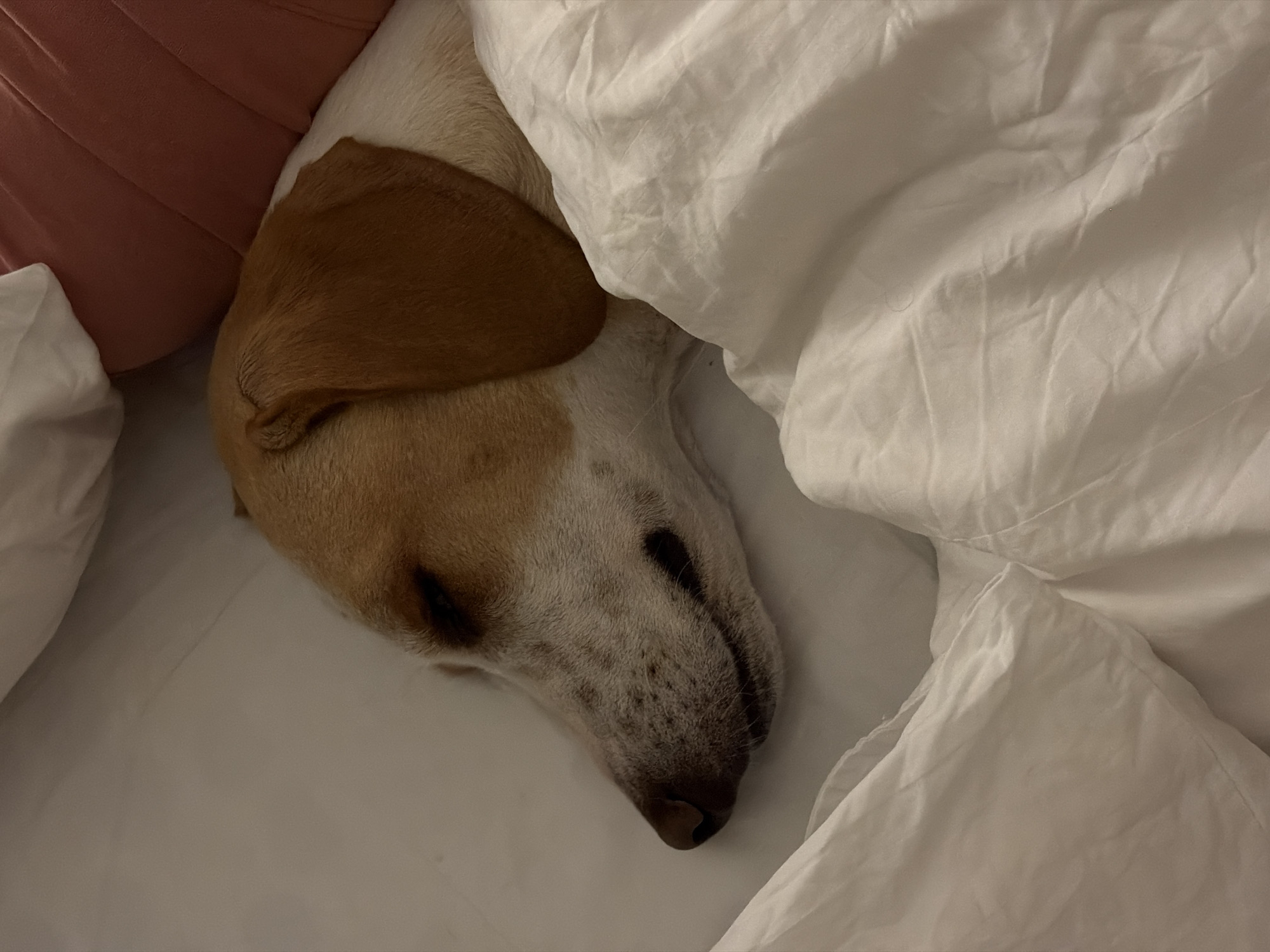 A dog with a brown ear sleeps nestled in white bedding, with part of its head and body partially covered by a white duvet. The dog is lying next to a pink round pillow. The location is unknown, and there's no indication of the city of Budva, Montenegro, or any other location. There is no mention of any other people or subjects.