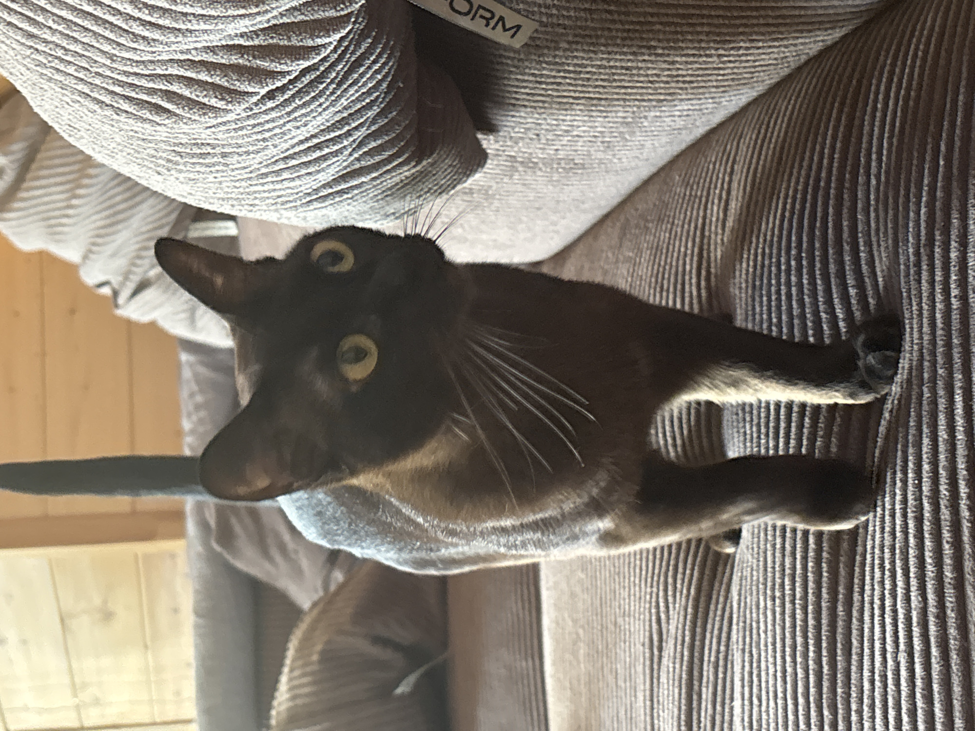 A close-up, high-angle shot shows a brown cat with yellow eyes looking upwards. The cat is lying on a textured, brown sofa. The sofa has a ribbed fabric. Part of a gray cushion with a striped pattern is visible in the upper left corner. There is a small white tag with the word "FORM" printed in black on the gray cushion. The background to the left of the sofa appears to be wooden paneling, suggesting an indoor setting, possibly a room in a house or cabin in Andreikovo, Russia. The lighting suggests it is daytime. The cat's ears are perked, and its gaze is directed upwards, indicating curiosity or attention to something above the frame. The overall mood is casual and domestic.