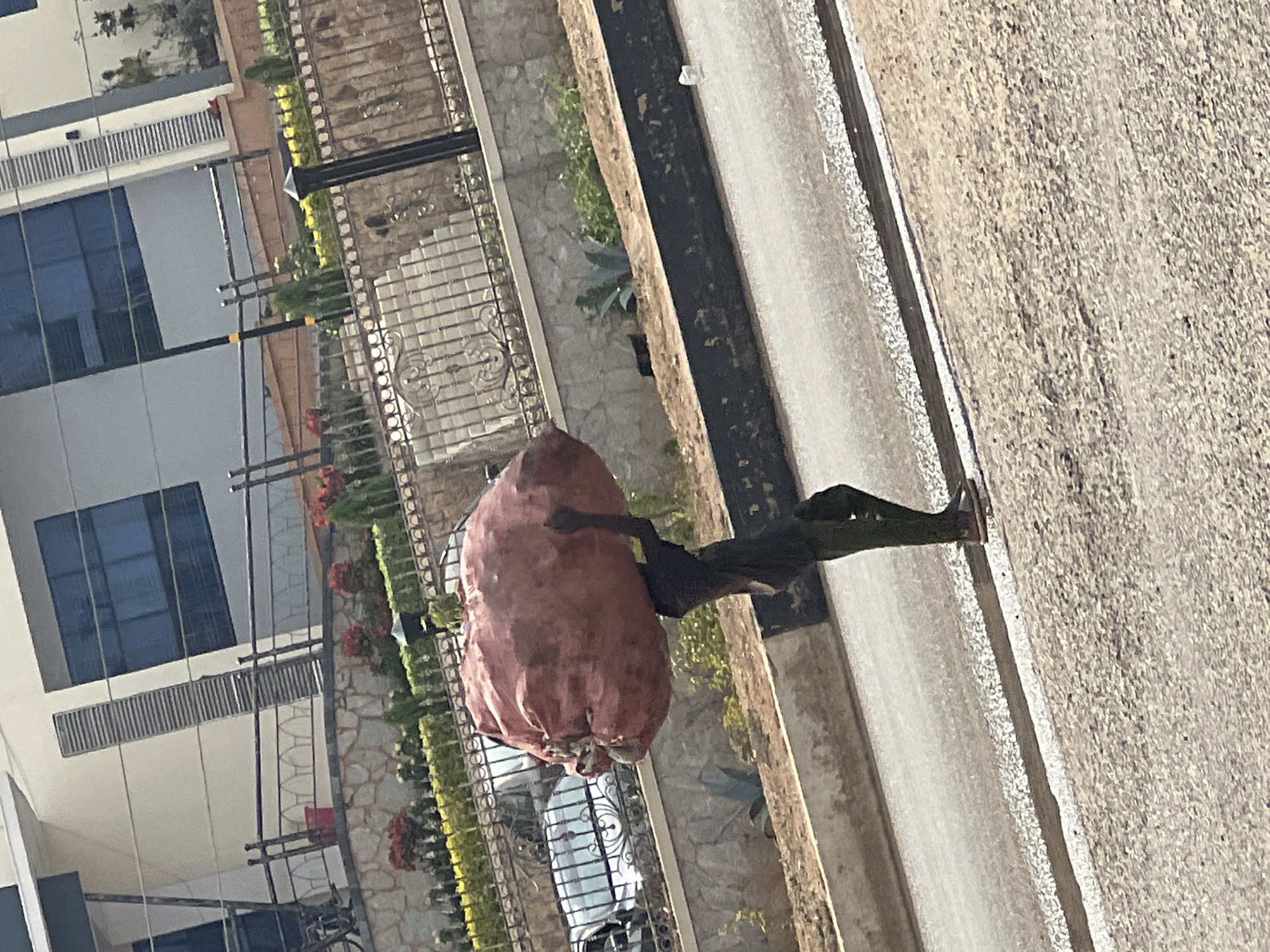 The image, when viewed in its correct orientation, depicts an outdoor urban or semi-urban scene under bright daylight. The primary subject is a person, likely an adult, of dark complexion, walking towards the right side of the frame. They are carrying a significantly large, irregularly shaped, reddish-brown object balanced on their head, which appears to be a heavy sack or a large piece of produce. The person is wearing dark-colored clothing, and their face is mostly obscured.
To the left of the person, a modern building with light-colored walls and large, dark-tinted, reflective windows is visible. A decorative metal fence with intricate patterns separates the building's property from the paved area. Behind the fence, there are various ornamental shrubs and small plants, some with green leaves and others displaying reddish foliage, along what appears to be a landscaped garden or pathway. A portion of a bicycle can be seen near the fence line on the bottom left.
To the right of the person, a wide, light-grey paved road or pathway stretches into the distance, bordered by a darker strip which may be a curb or drainage channel. The ground surface shows a coarse, granular texture. Further in the background, beyond the immediate structures, more greenery, including some agave-like plants, and stone-clad walls are visible.
The scene is bathed in bright sunlight, indicated by distinct shadows and overall clear illumination, suggesting it is daytime, likely midday or early afternoon, with clear weather. The act of carrying a substantial load on the head is a customary mode of transport in many regions, including Nigeria, which aligns with the provided location context of Gura Top. No discernible text is visible within the image.