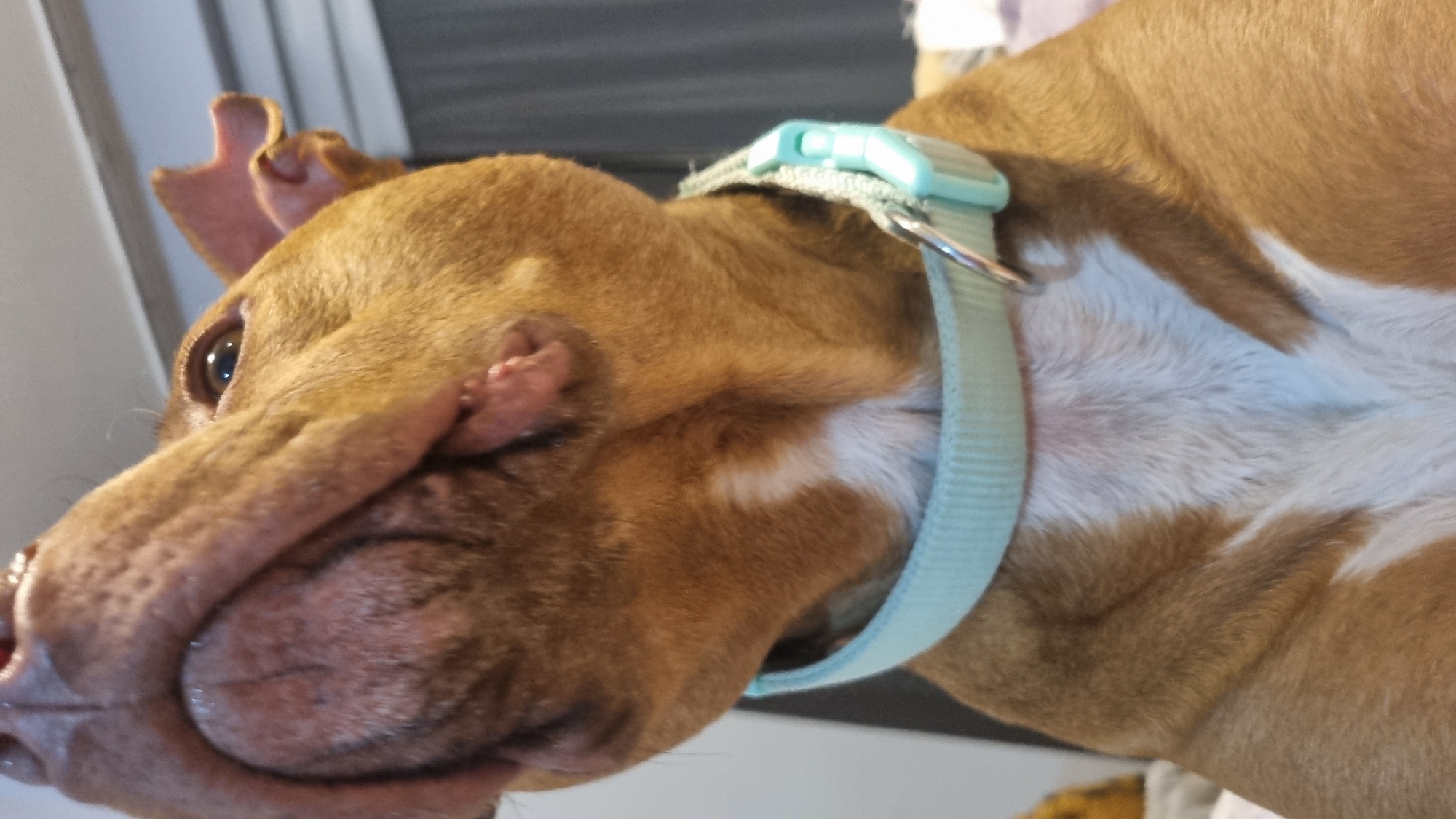 A close-up, low-angle shot features a brown and white dog with a light blue collar, captured from a side perspective. The dog's head is tilted, and its muzzle appears slightly squished, suggesting it might be leaning or resting its face against a surface. Its large, dark eye is visible, looking towards the left side of the frame with a curious or gentle expression. The ears are partially visible, perked up slightly.
The dog has short, reddish-brown fur, with distinct patches of white fur on its chest and neck, visible beneath and around the light blue collar. The collar has a light blue plastic buckle and a silver D-ring. The background is softly blurred, indicating an indoor setting, possibly a domestic environment, with indistinct shapes and light tones. No specific time of day or location cues are explicitly visible. There is no visible text in the image.