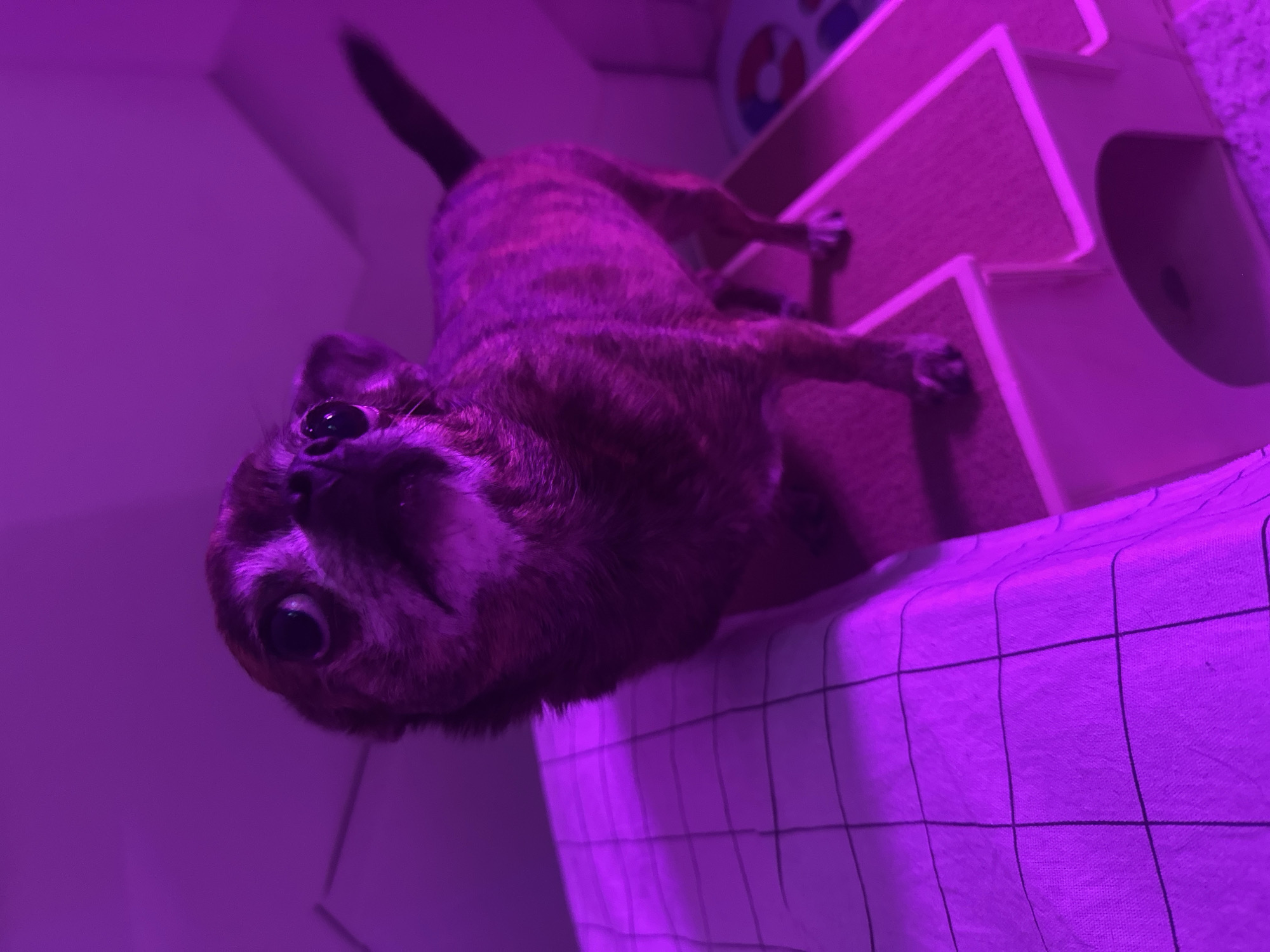 A small dog, possibly a chihuahua mix, is standing on a set of wooden steps illuminated by purple light. The dog's fur is a mix of brown and black stripes. It is looking upwards with its mouth slightly open. In the foreground, a white surface with a black grid pattern is visible. The background is out of focus but appears to be a wall. The scene is indoors, likely a home environment. There is no identifiable indication of the city of Мирный, Russia.