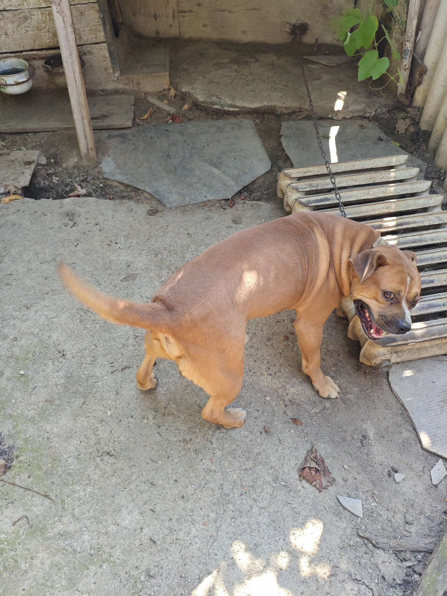 A brown dog with a white blaze on its face is standing on a concrete surface. The dog is tethered by a chain to a radiator. The background consists of wooden structures, a corrugated metal fence, and some vegetation. The scene appears to be an outdoor area, possibly a yard, in Armavir, Russia. The lighting suggests it is daytime.