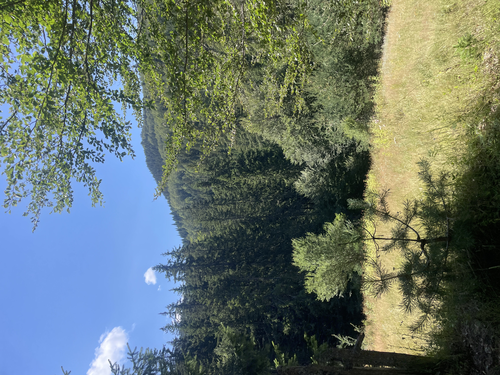 This image depicts a sunlit clearing in a forest, likely on the outskirts of Manastir, Bulgaria. The foreground is dominated by a young pine tree casting a shadow on a field of tall, dry grass interspersed with wildflowers. To the left, the dark trunk of a larger tree is visible. Behind the clearing, a dense forest of pine trees ascends a hillside, with deciduous trees forming a lush green canopy at the top. The sky above is a vibrant blue with a few scattered white clouds. The scene is tranquil and natural, suggesting a peaceful outdoor setting.