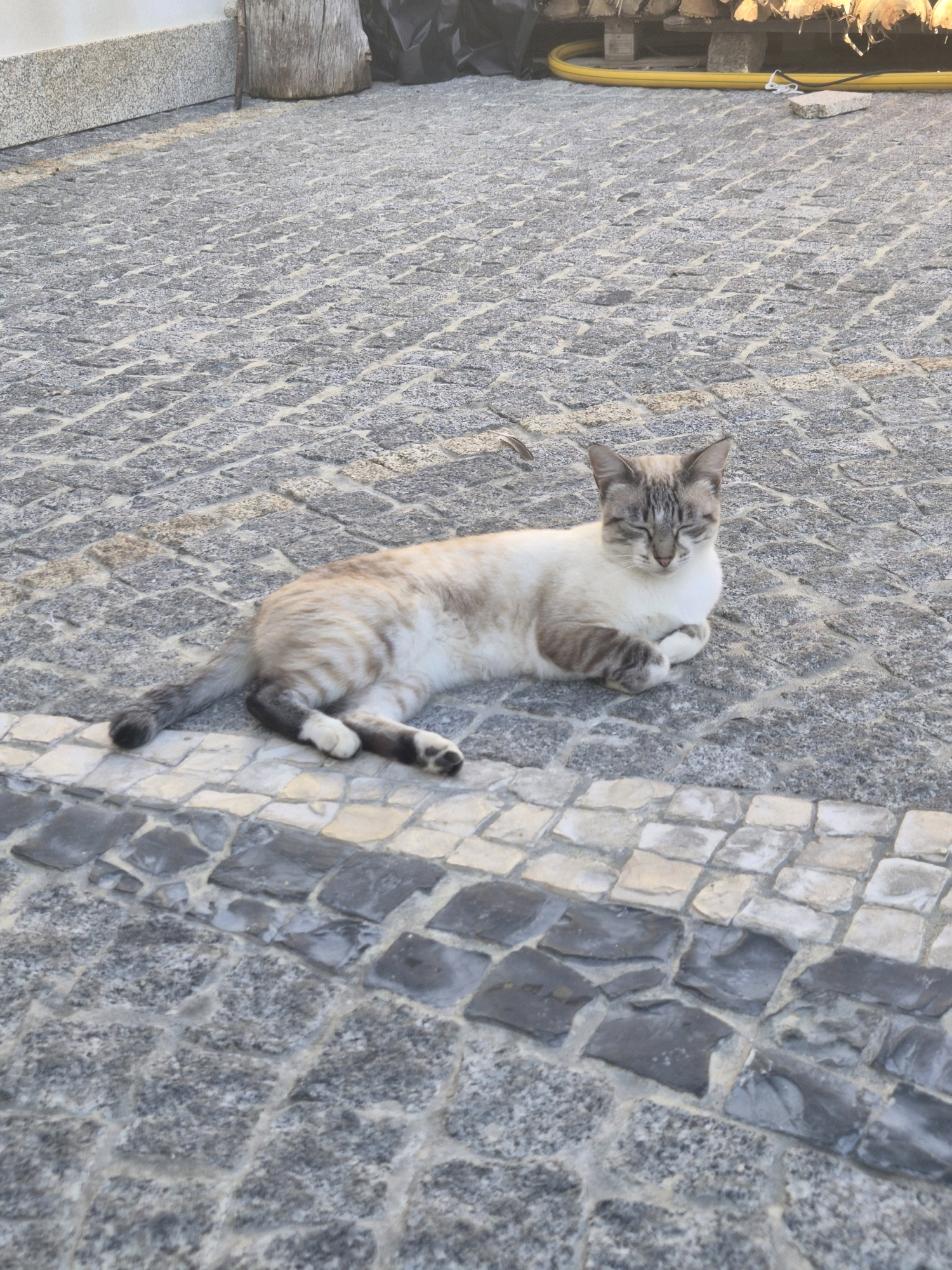 A light-colored cat with tabby markings is lying on a paved surface in Barcelos, Portugal. The cat is resting on its side with its paws crossed and eyes closed. The paving stones are a mix of gray and lighter-colored squares arranged in a pattern. In the background, there are some wooden logs and a yellow hose. The overall scene suggests a relaxed and quiet moment outdoors.