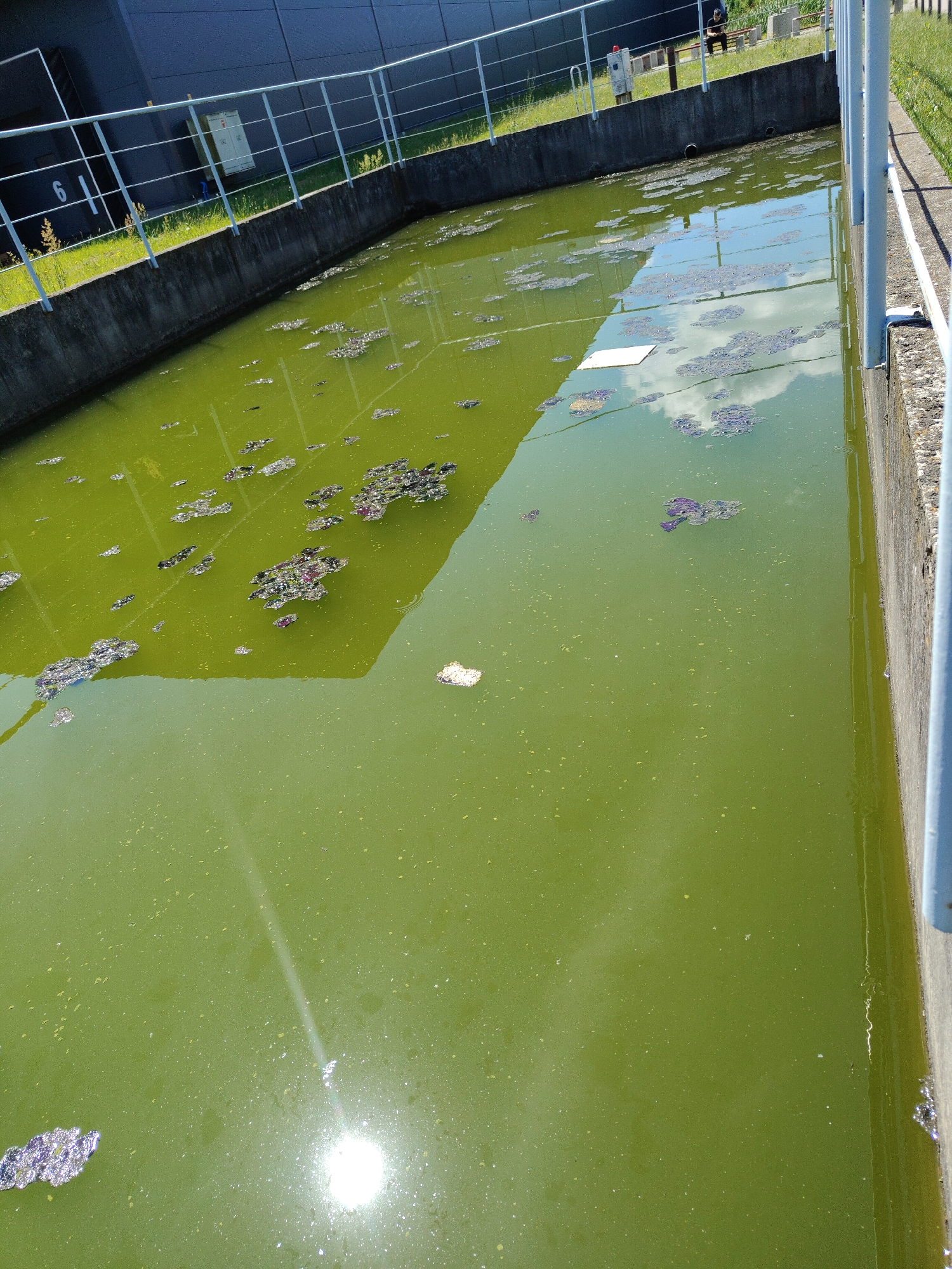 The image depicts an outdoor industrial water channel, likely part of a wastewater treatment facility, located in the area of Łomna-Las, Poland. The channel is filled with murky green water, and various debris and particulate matter float on its surface. The water is contained by concrete walls, with a metal railing system running along the top edge of one side. In the background, a dark-colored industrial building is visible, adjacent to a grassy area and more concrete structures. The sun is shining, casting reflections on the water's surface and creating a bright glare. A person is seated on a bench in the background, on the grassy area. The overall impression is one of a functional, albeit somewhat unkempt, industrial setting.