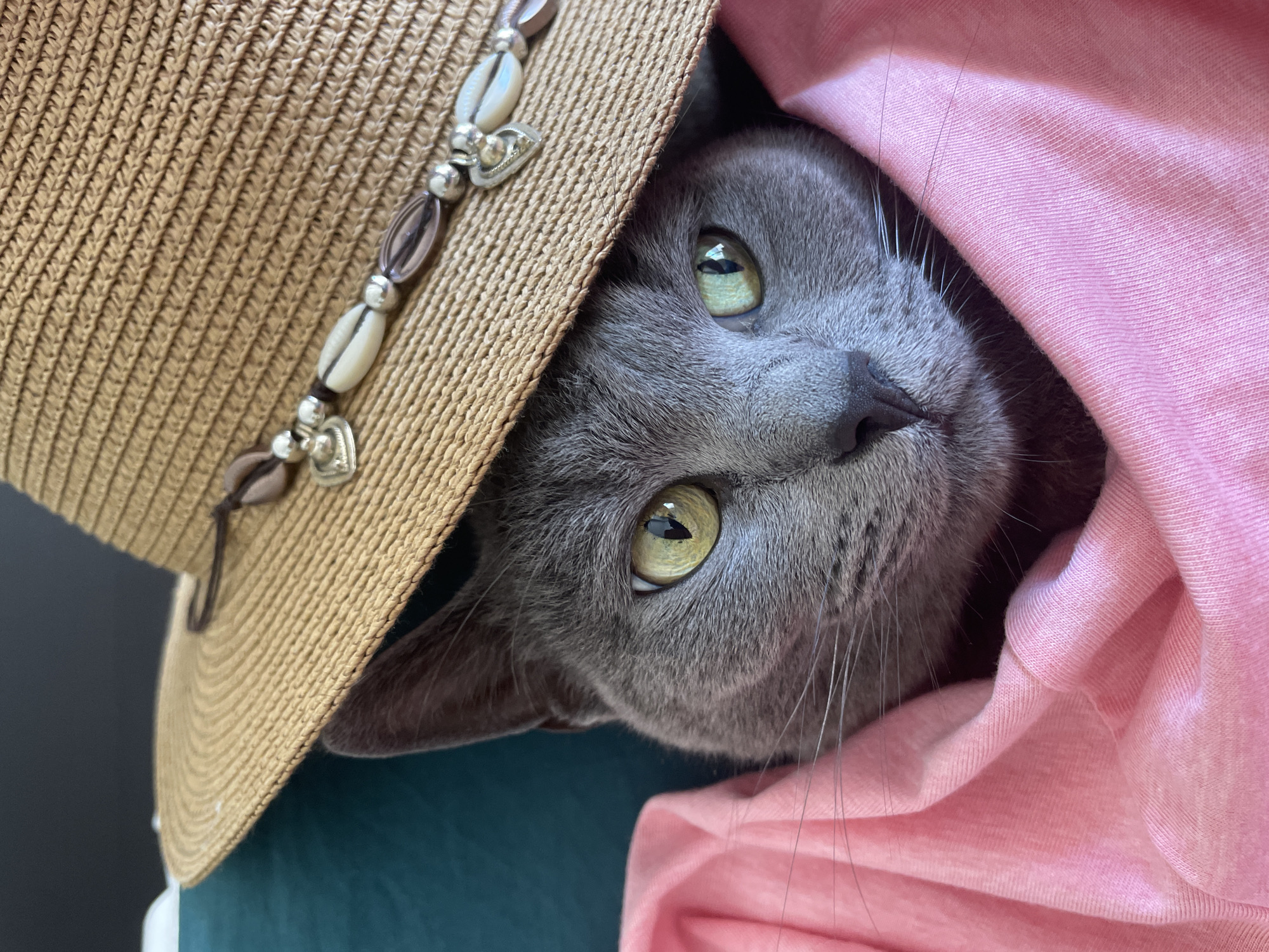 An indoor scene in Budva, Montenegro, depicts a short-haired domestic cat positioned centrally, looking directly forward. The cat possesses uniform grey fur, prominent white whiskers, a dark grey nose, and striking yellow-green eyes with vertical pupils. A wide-brimmed, light brown straw hat, textured with a woven pattern, rests partially on the cat's head, obscuring its forehead and the tops of its ears. The hat features a decorative strap adorned with a series of cowrie shells, silver-colored spherical beads, and two silver-colored heart-shaped charms. The cat is partially enveloped in a light pink fabric, possibly a garment or blanket, which is draped in folds around its lower face, neck, and chest area. A contrasting teal-colored fabric is visible behind the cat's left ear, and a darker, indistinct background occupies the upper left portion of the frame.